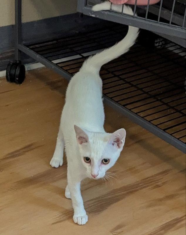 Brioche, a Adopted Domestic Short Hair in Ocala, FL image 3/3