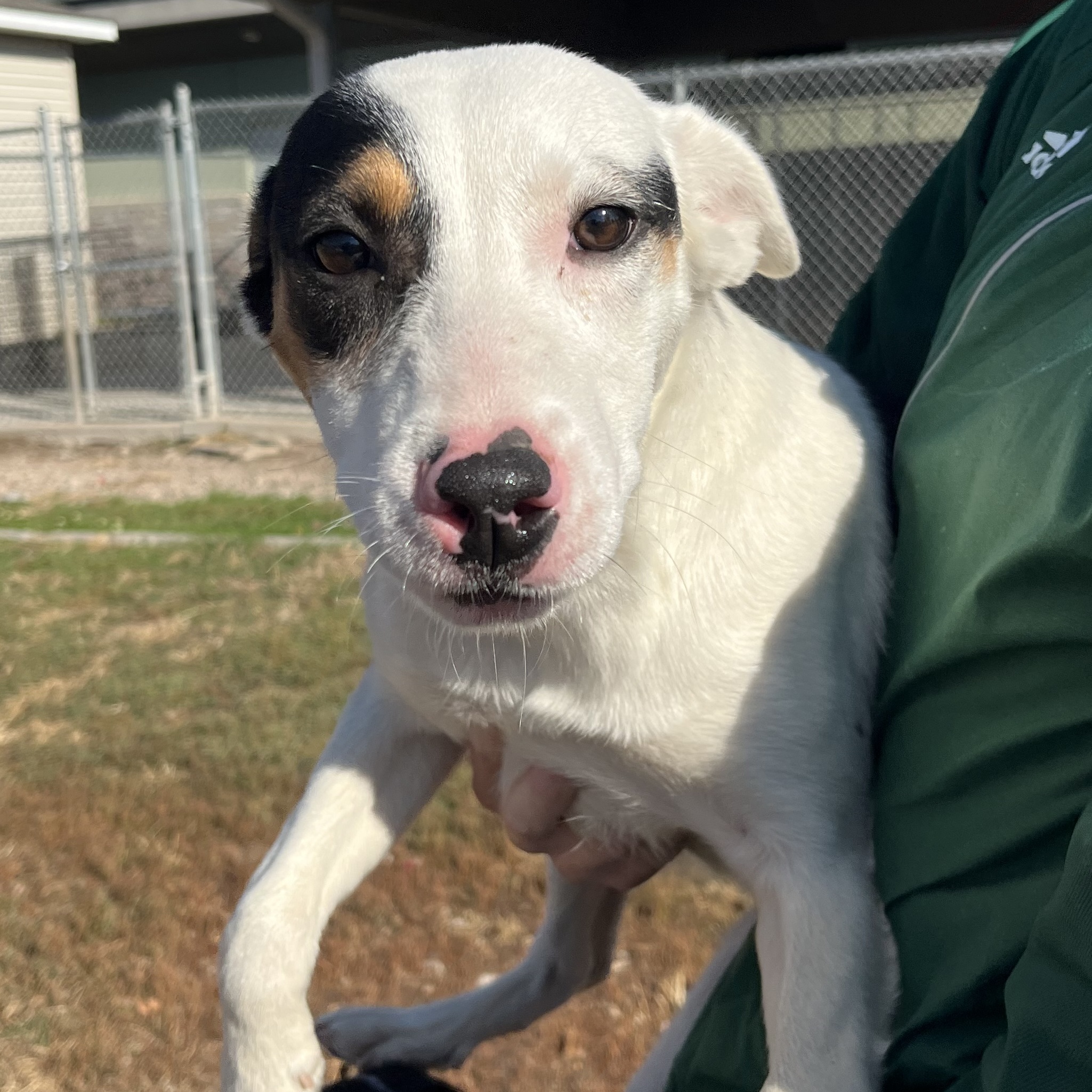 Kearney Animal Shelter - 5mikf0o