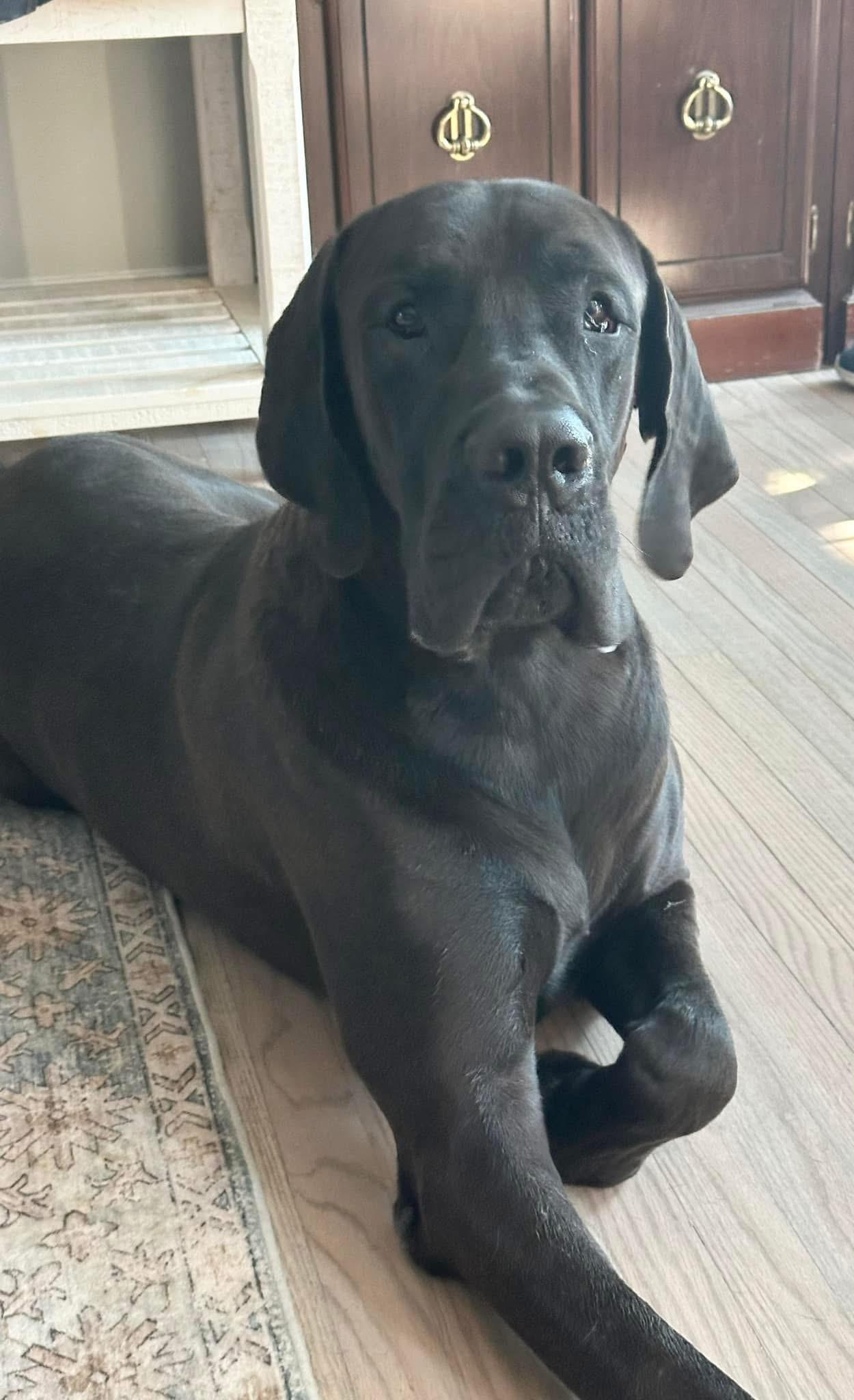 Capt. Jack - Courtesy Listing, ADOPTABLE, Adult Male Great Dane.