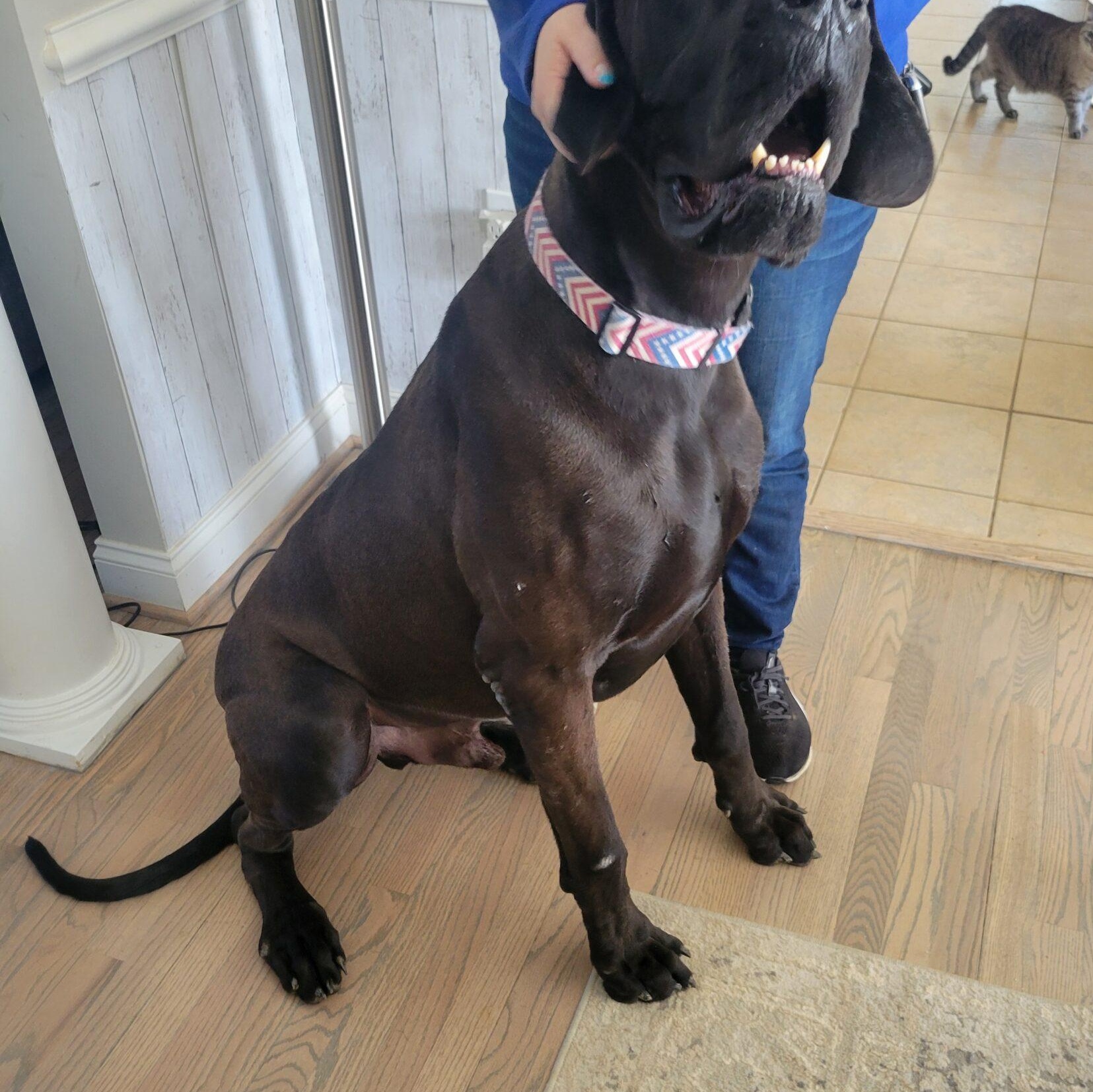 Capt. Jack - Courtesy Listing, a ADOPTABLE Great Dane in Martinsburg, WV image 2/2