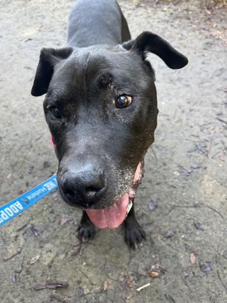 Jovan, Adoptable, Senior Male Pit Bull Terrier.