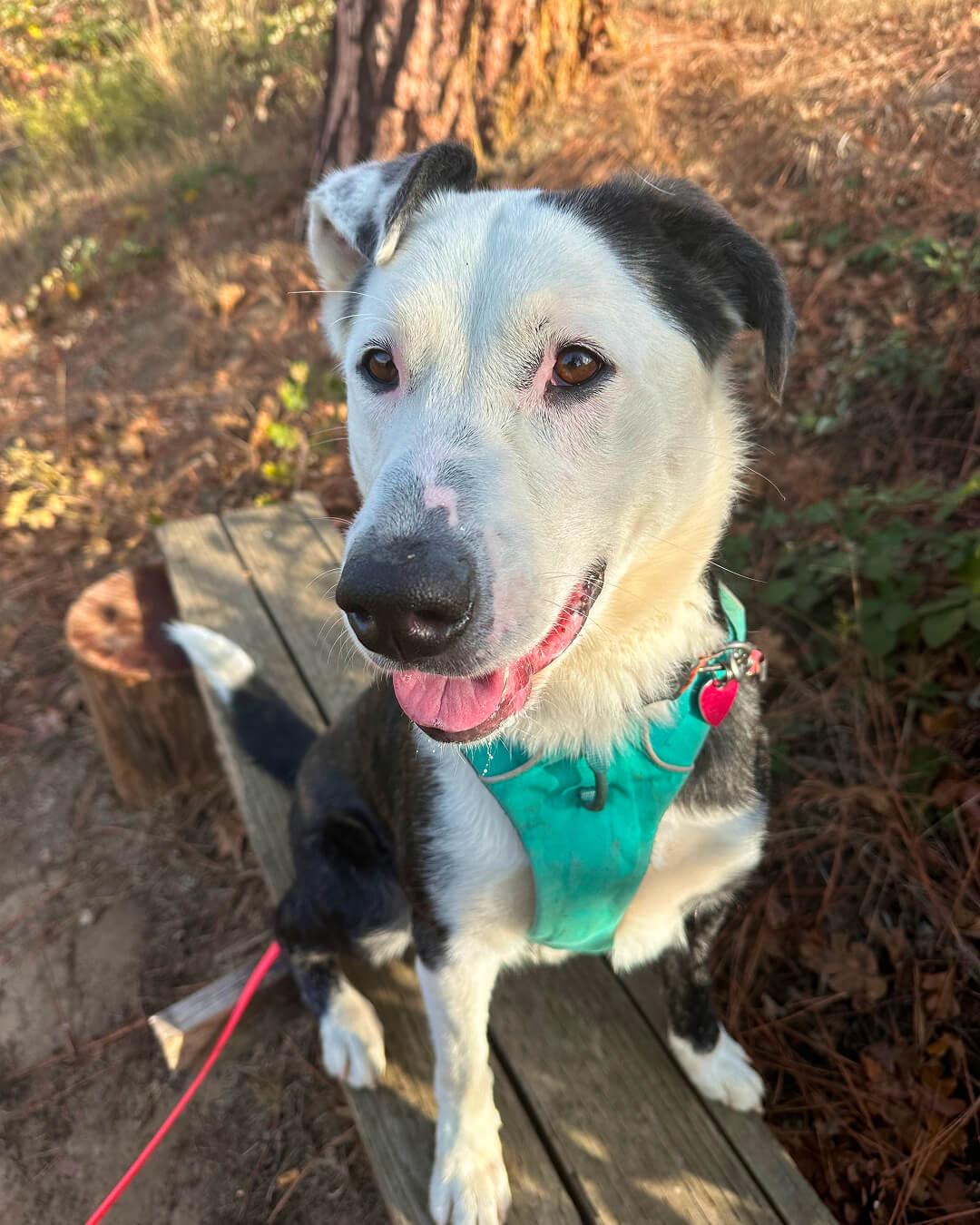 Max, an adoptable Australian Cattle Dog / Blue Heeler in Hood River, OR, 97031 | Photo Image 1