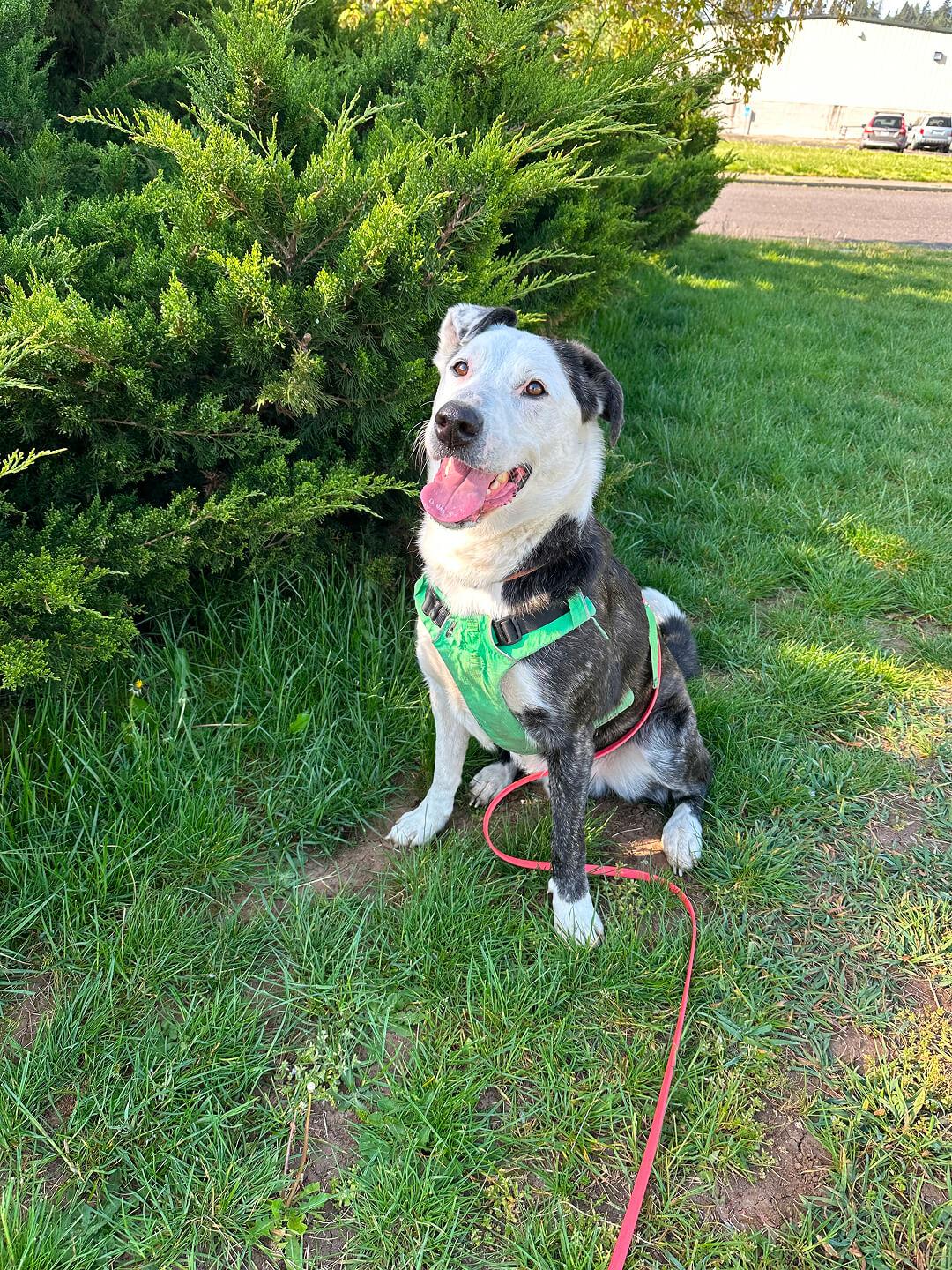 Max, an adoptable Australian Cattle Dog / Blue Heeler in Hood River, OR, 97031 | Photo Image 2