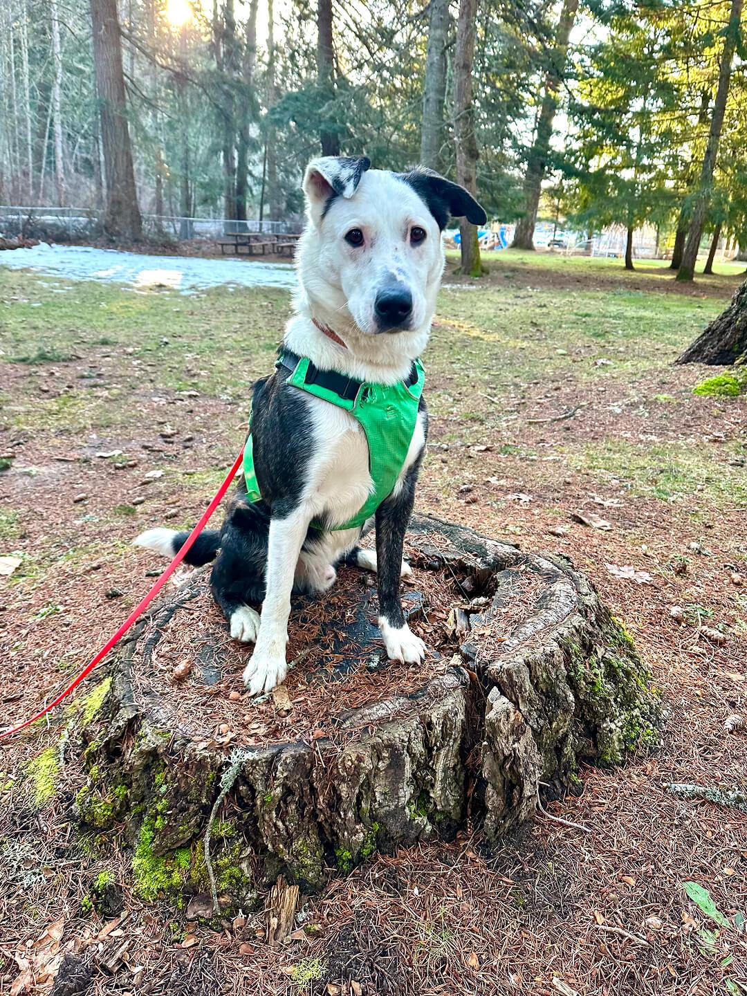 Max, an adoptable Australian Cattle Dog / Blue Heeler in Hood River, OR, 97031 | Photo Image 4