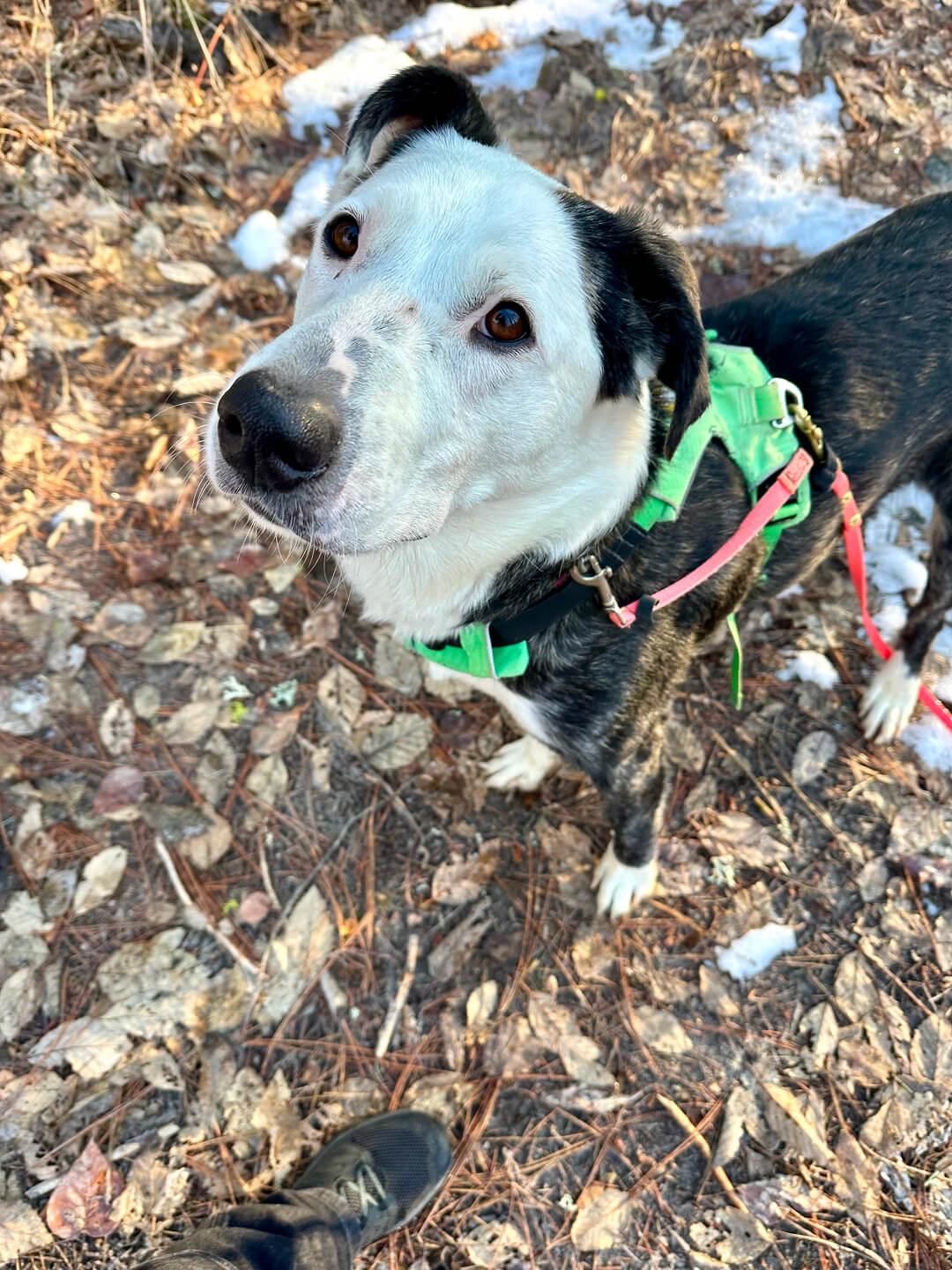 Max, an adoptable Australian Cattle Dog / Blue Heeler in Hood River, OR, 97031 | Photo Image 5