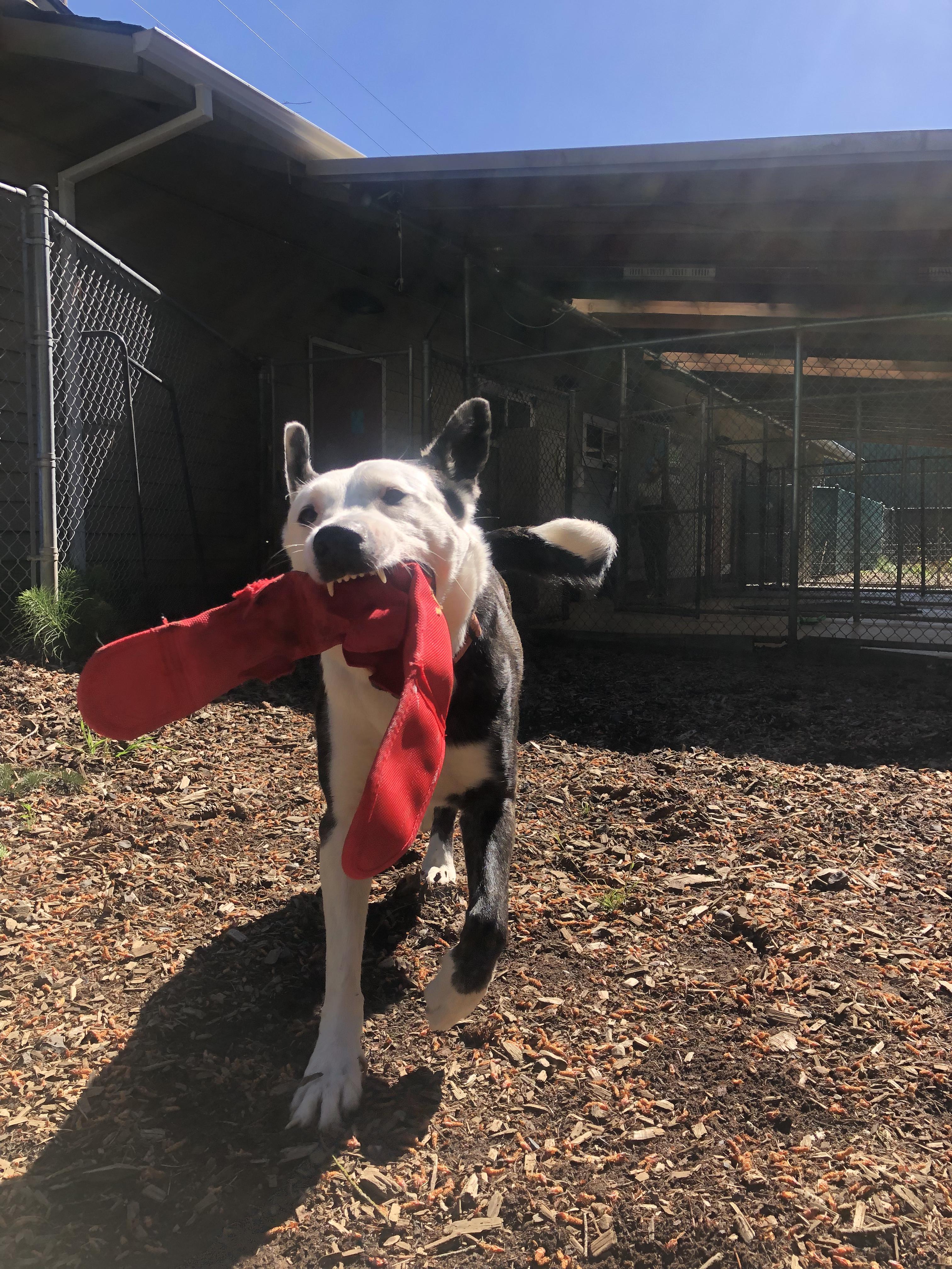 Max, an adoptable Australian Cattle Dog / Blue Heeler in Hood River, OR, 97031 | Photo Image 3