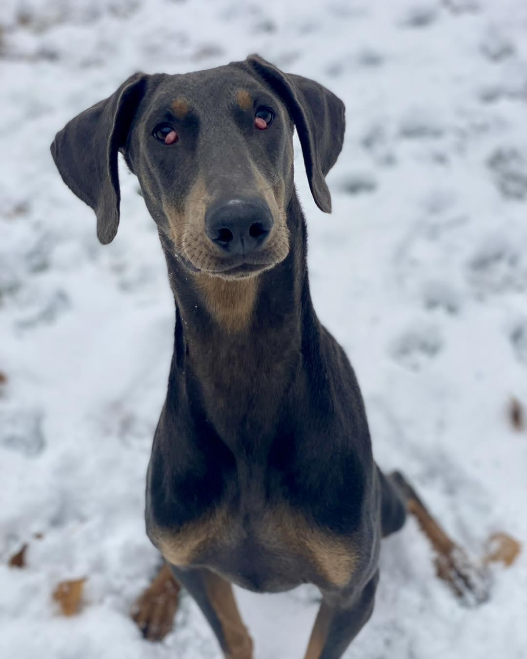 Graham, Adoptable, Young Male Doberman Pinscher.