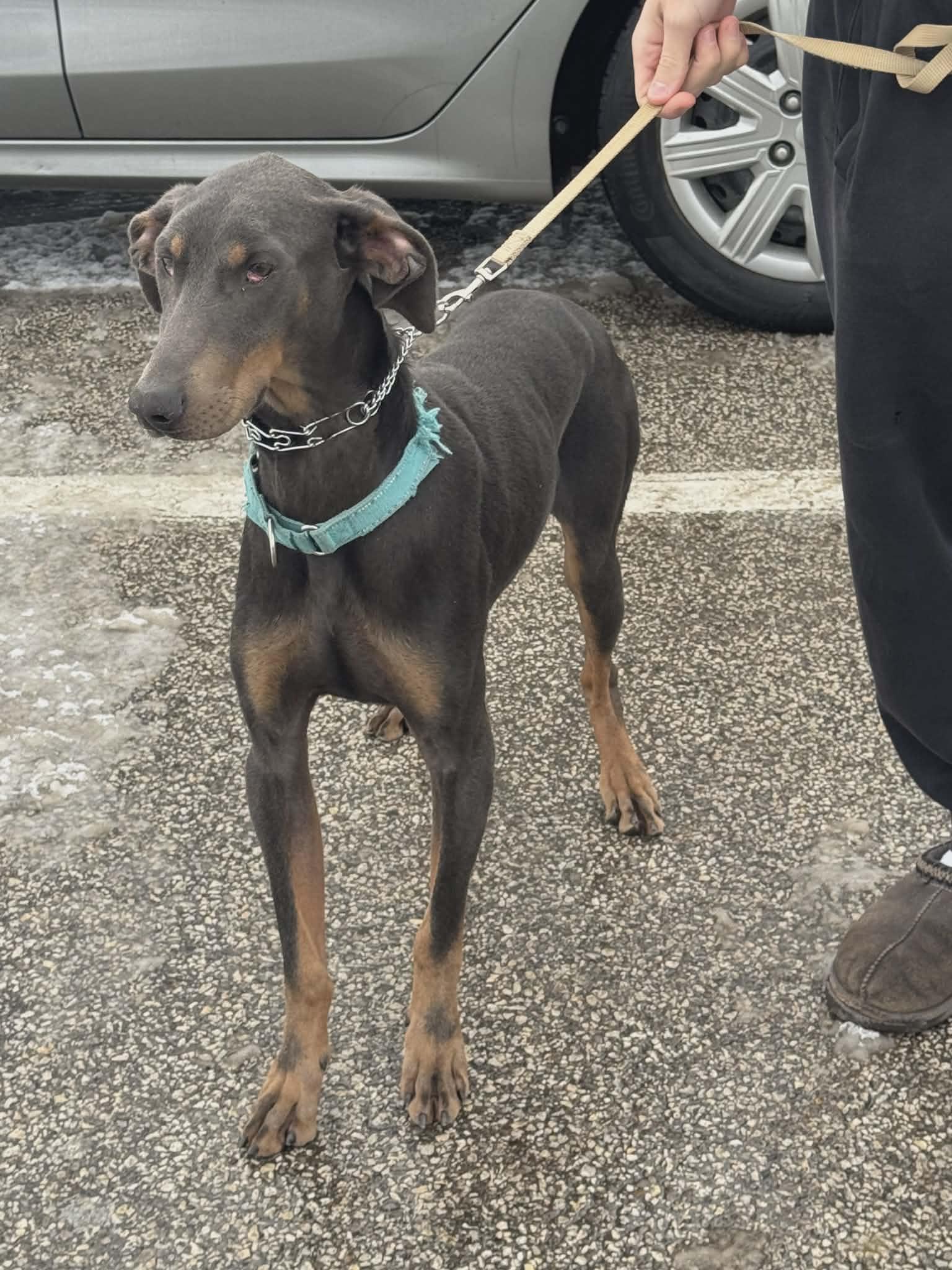 Graham, a Adoptable Doberman Pinscher in Aurora, OH image 3/3