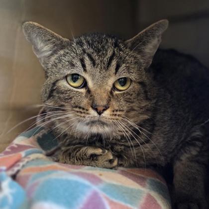 Enlarge Roger, a Adoptable mixed breed in Westland, MI image 1/1