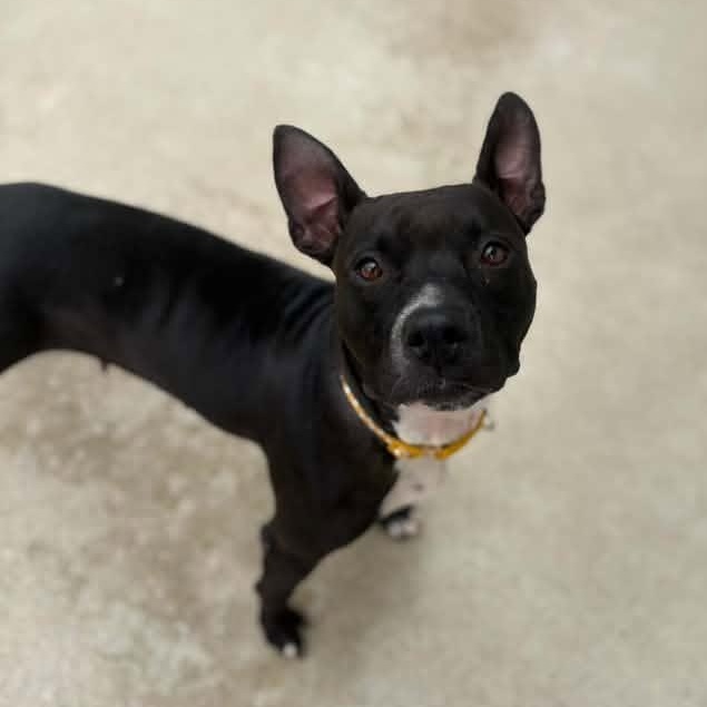 Champagne, Adoptable, Adult Female Pit Bull Terrier.