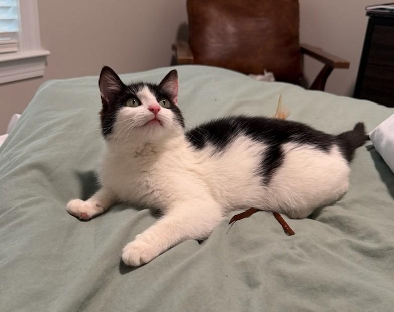 Aveeno26, a Adoptable mixed breed in Youngsville, NC image 2/2