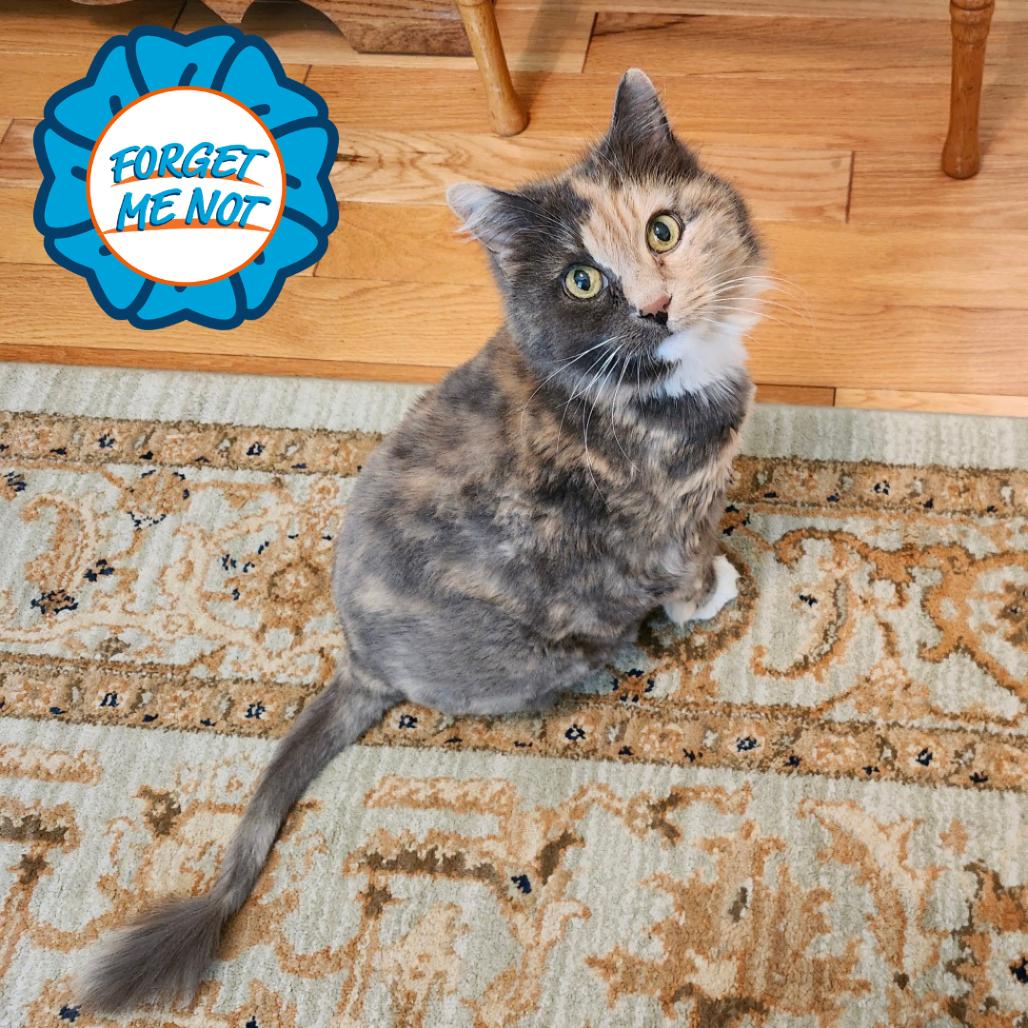 Enlarge Manny, a Adoptable Domestic Long Hair in Baltimore, MD image 1/6