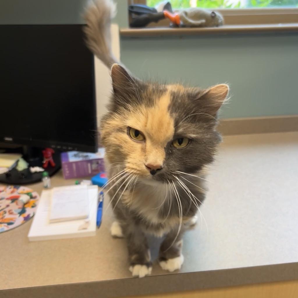 Enlarge Manny, a Adoptable Domestic Long Hair in Baltimore, MD image 3/6