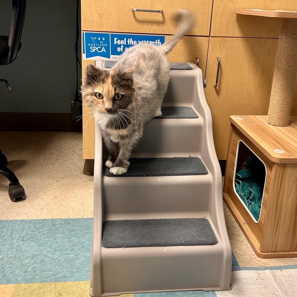 Enlarge Manny, a Adoptable Domestic Long Hair in Baltimore, MD image 4/6