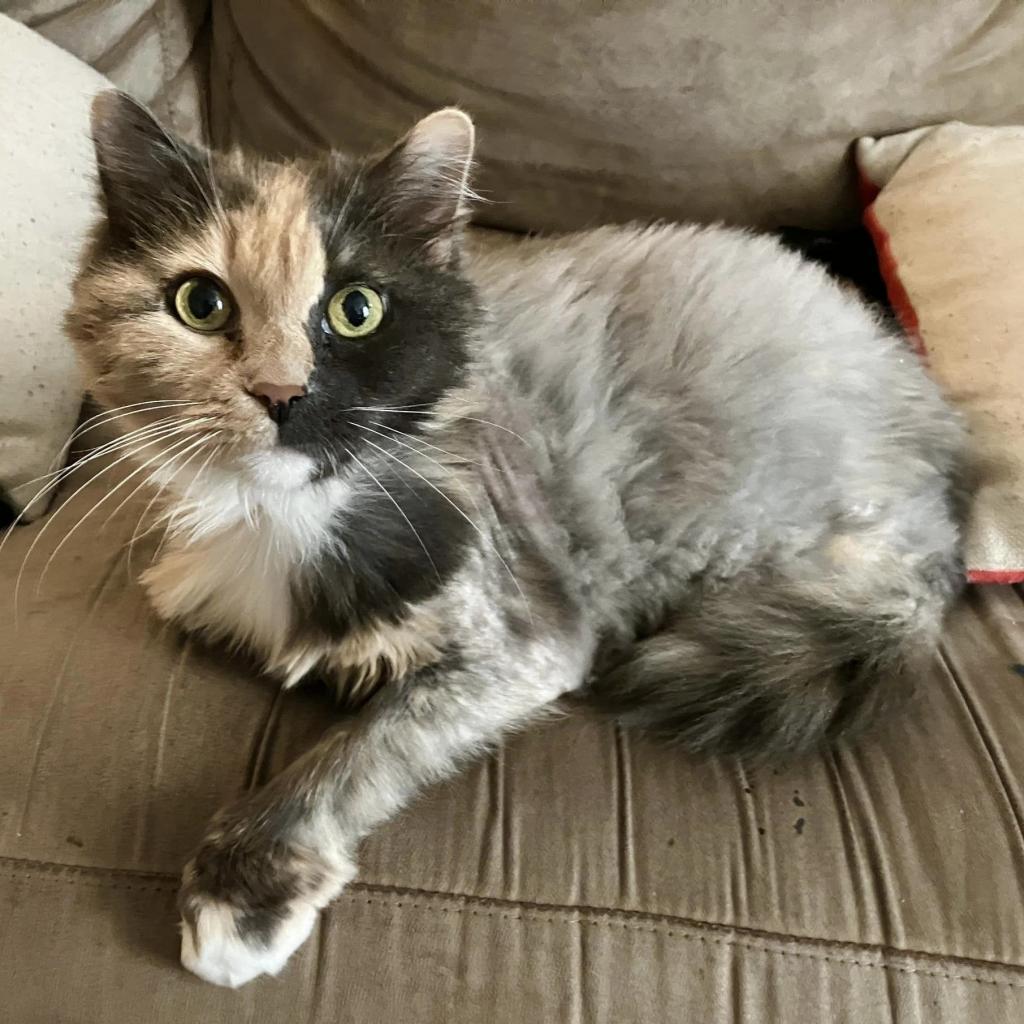 Enlarge Manny, a Adoptable Domestic Long Hair in Baltimore, MD image 6/6