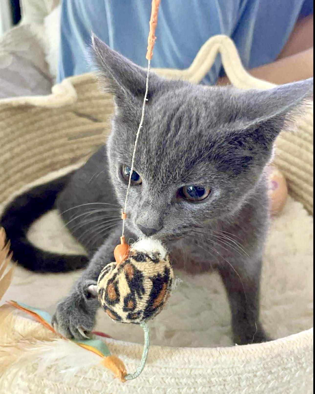 Sonata, a Adoptable Domestic Short Hair in Brooklyn , NY image 2/6