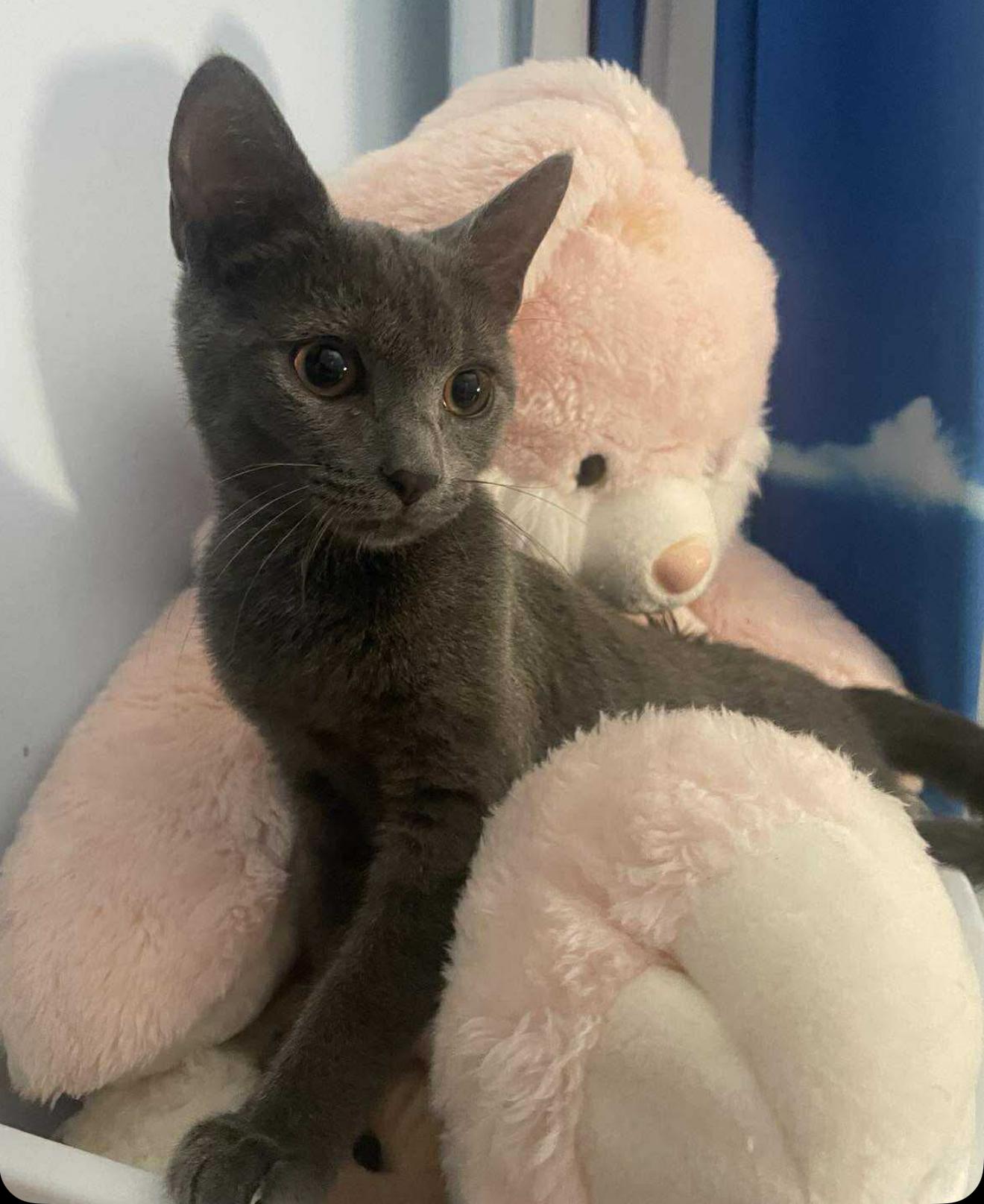 Sonata, a Adoptable Domestic Short Hair in Brooklyn , NY image 6/6