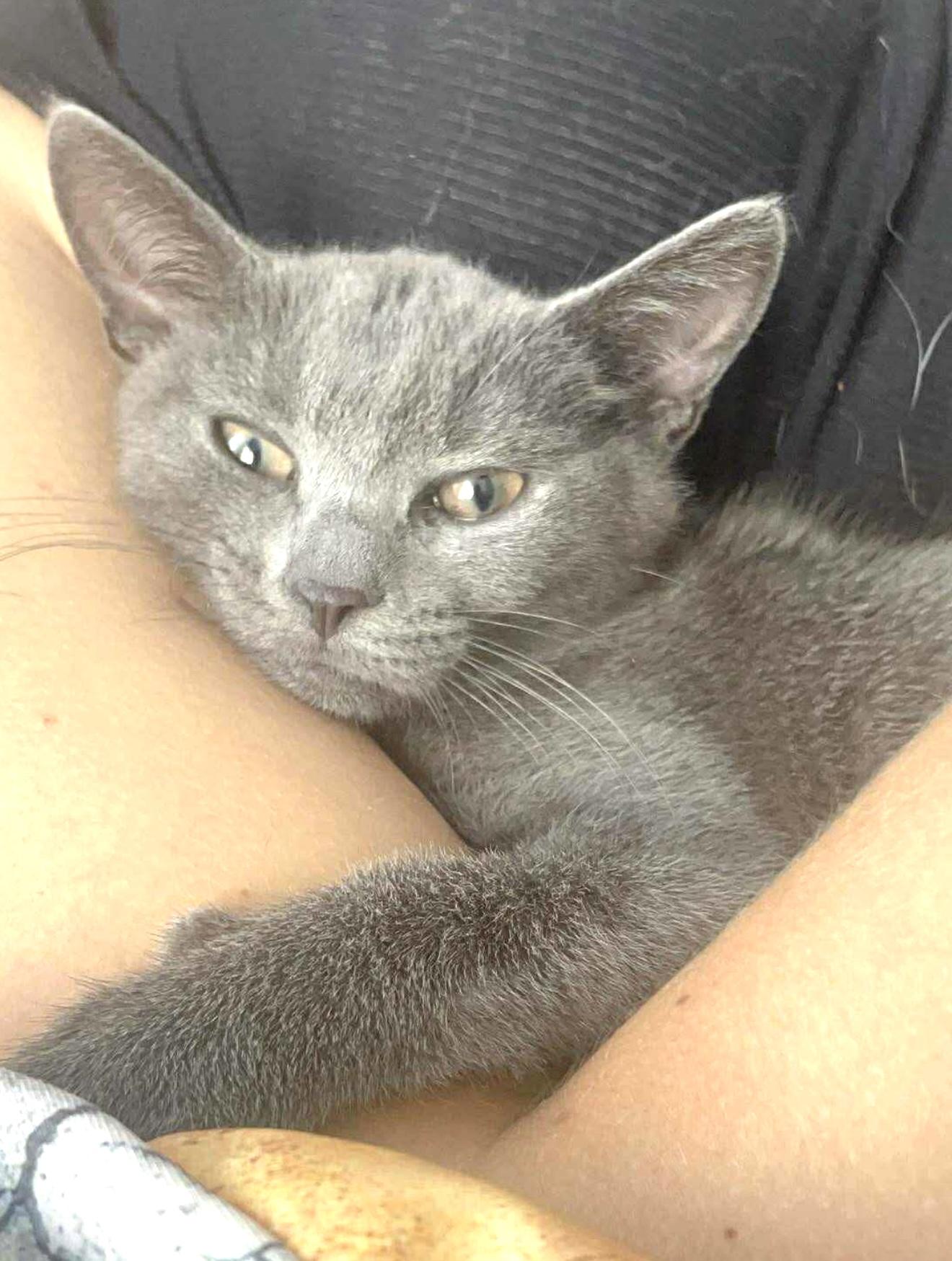 Sonata, a Adoptable Domestic Short Hair in Brooklyn , NY image 4/6