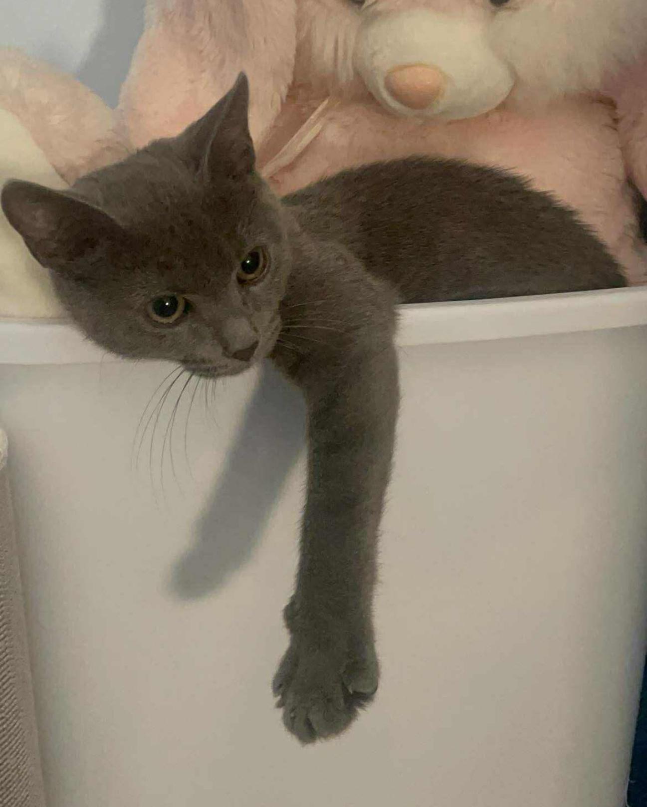 Sonata, a Adoptable Domestic Short Hair in Brooklyn , NY image 5/6