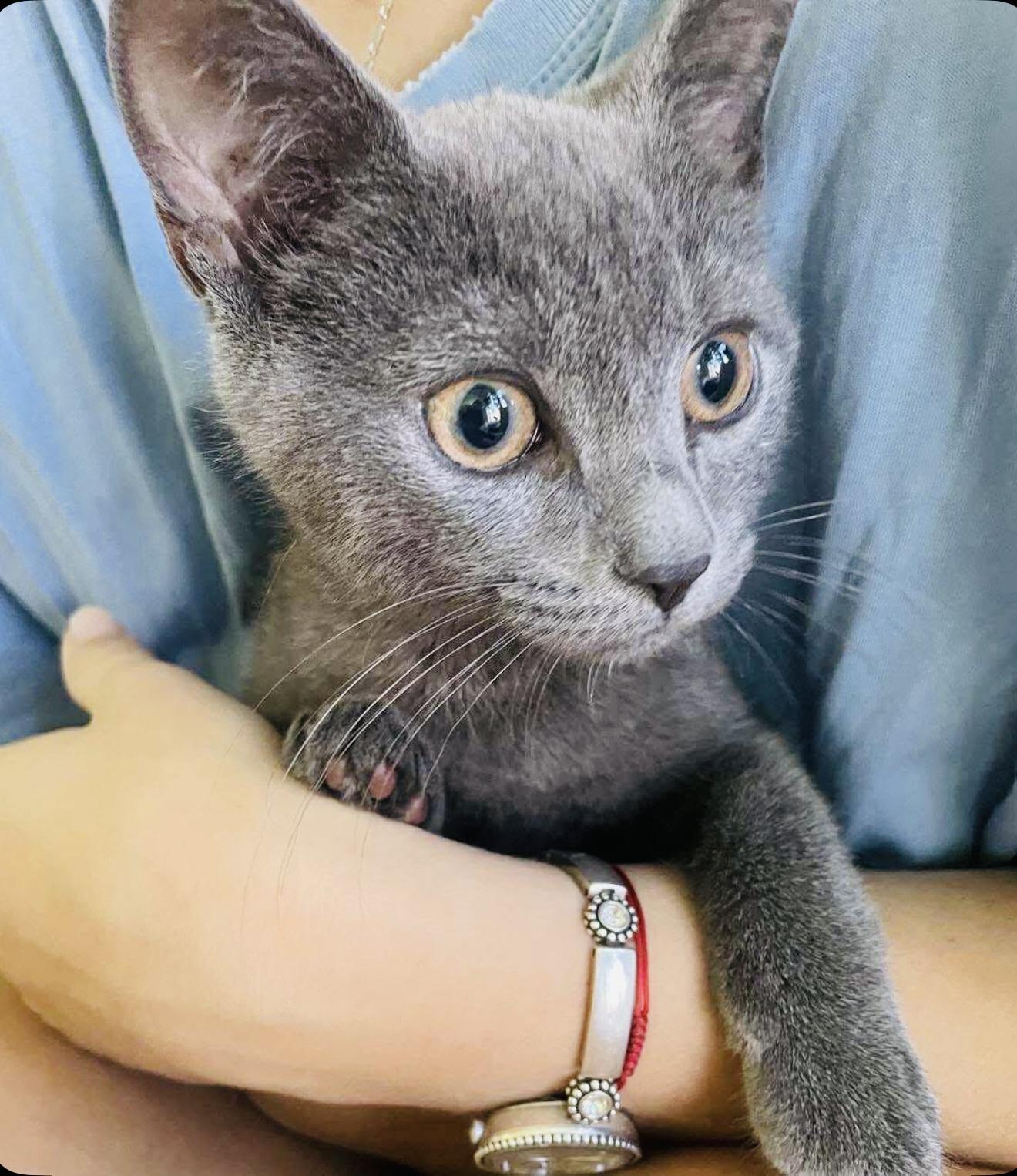 Sonata, a Adoptable Domestic Short Hair in Brooklyn , NY image 3/6