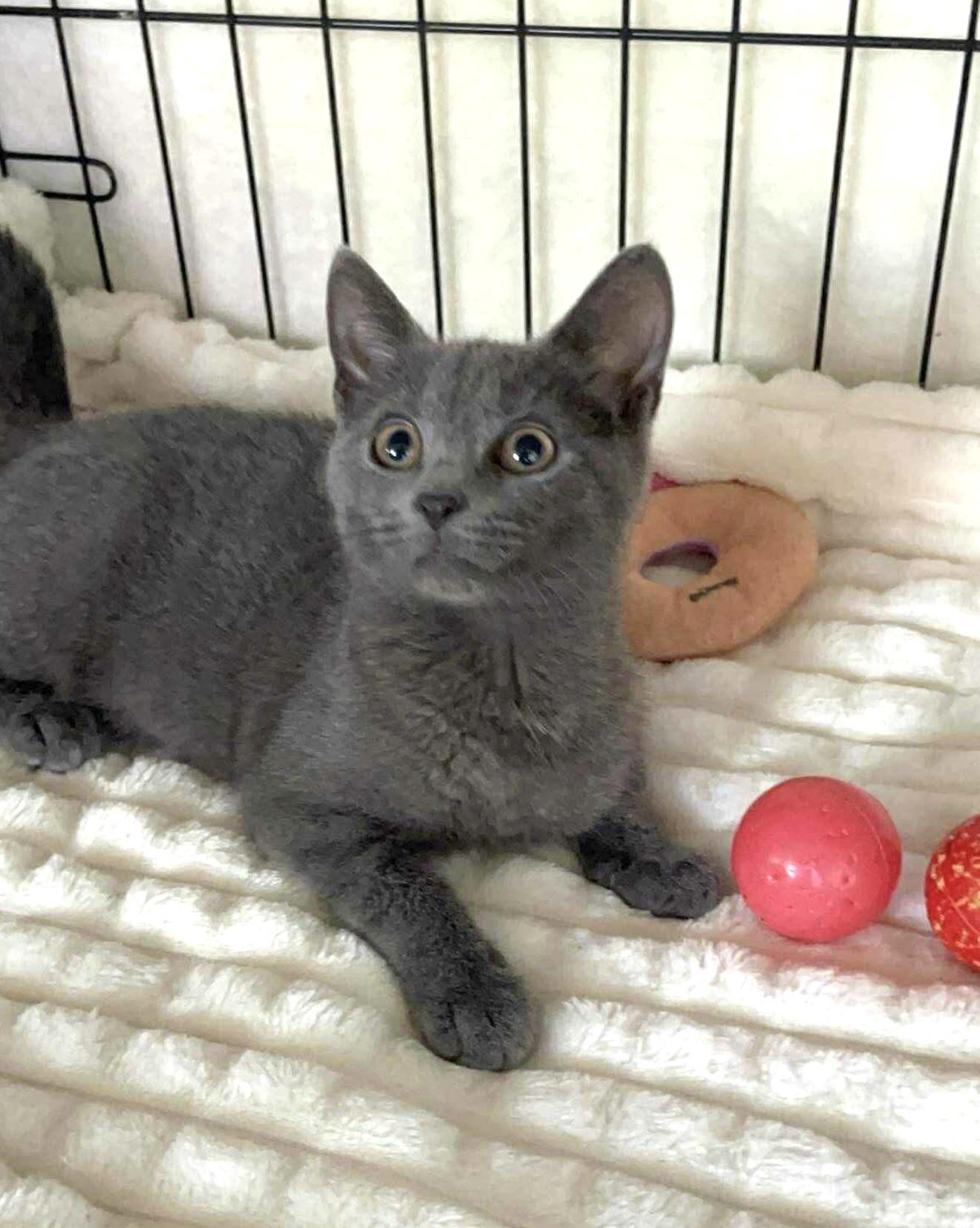 Sonata, Adoptable, Kitten Female Domestic Short Hair.