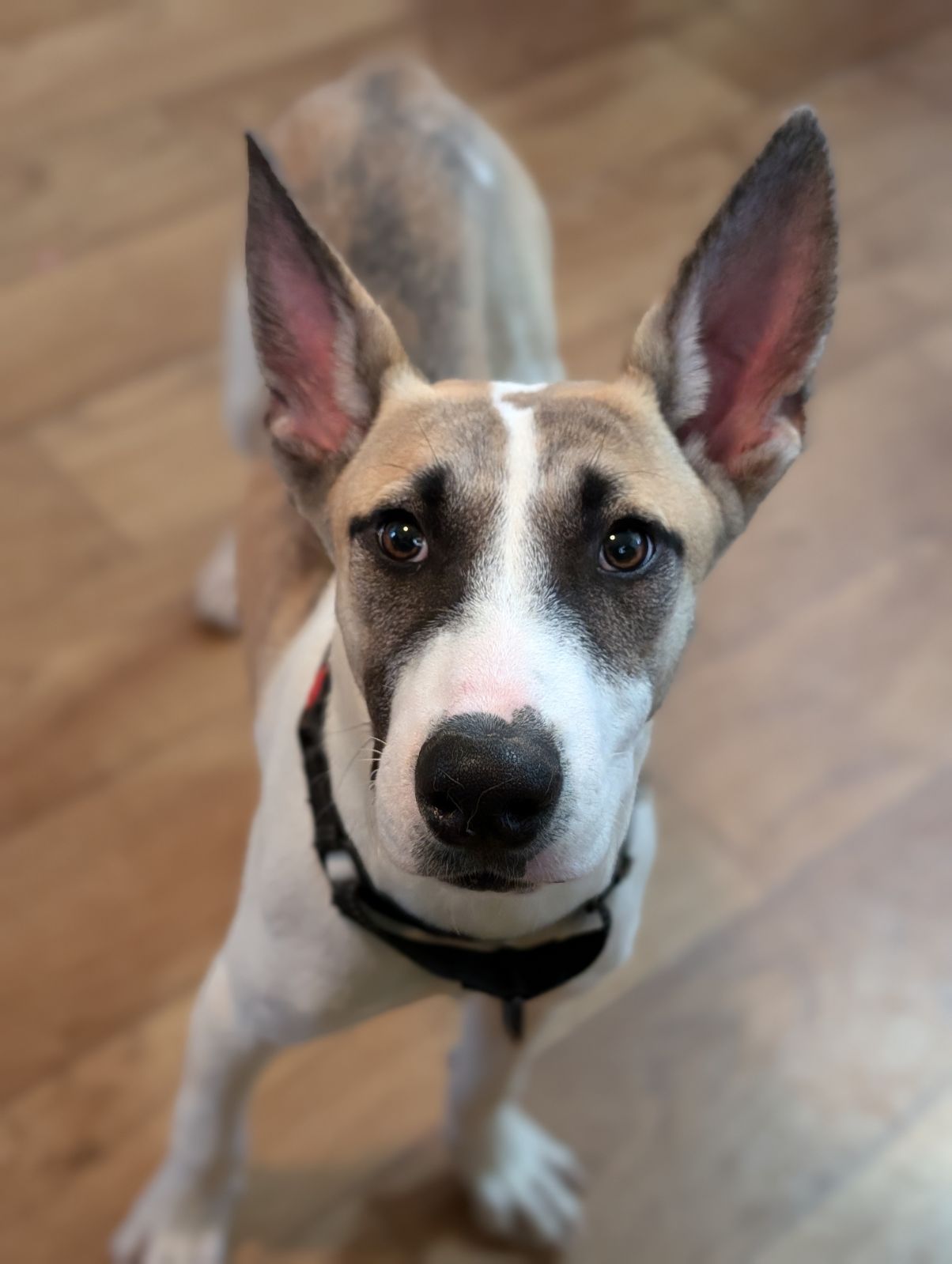 Dog for adoption Atlas, a Mixed Breed in Erie, PA Petfinder