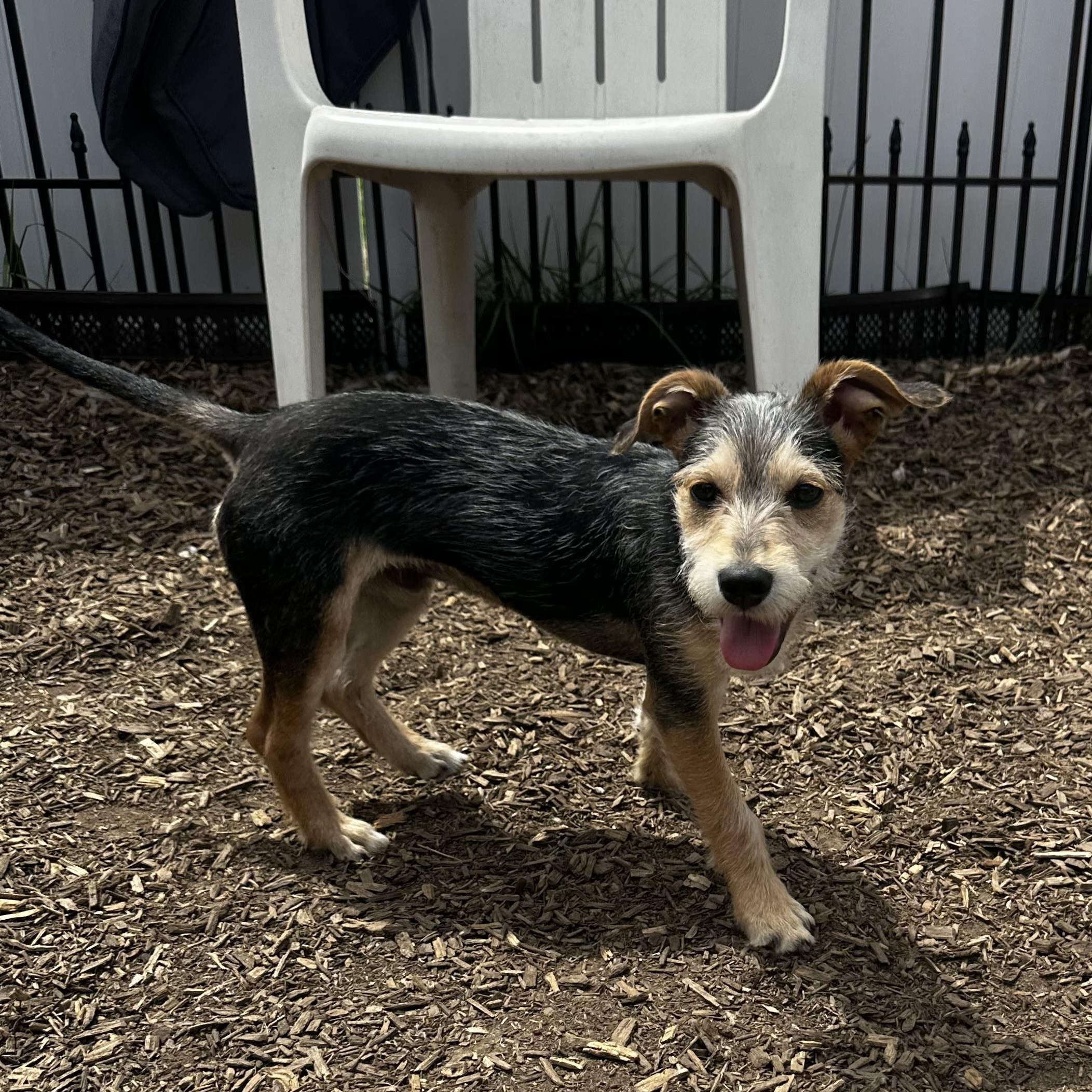 Enlarge Flynn, an adopted mixed breed in Abington, PA image 2/2