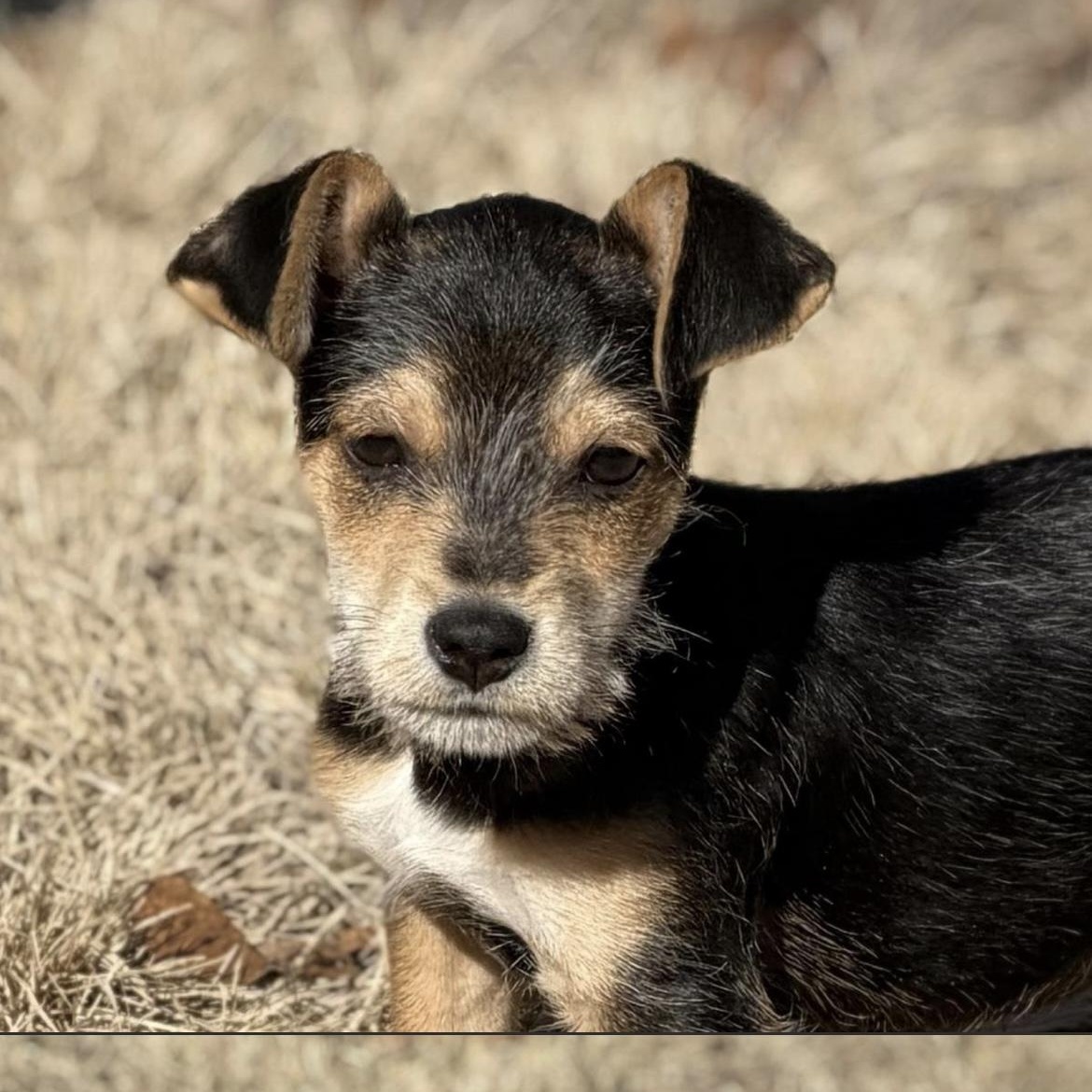 Flynn, adopted, Puppy Male Wire Fox Terrier.