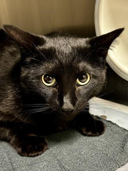 Luna, Adoptable, Adult Female Domestic Short Hair.
