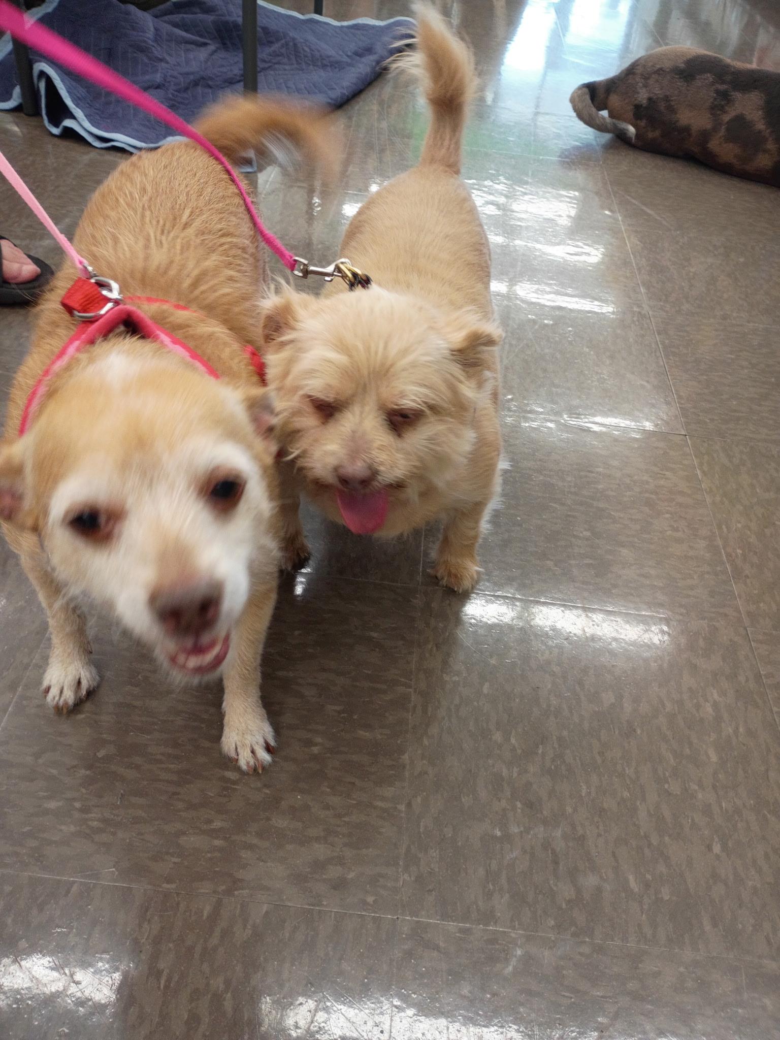 Carmella and Violet, ADOPTABLE, Adult Female Shih Tzu & Jack Russell Terrier.