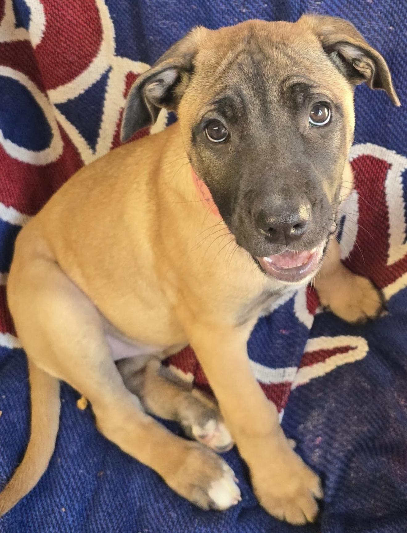 Enlarge Mika, an adopted mixed breed in Akron, NY image 1/4