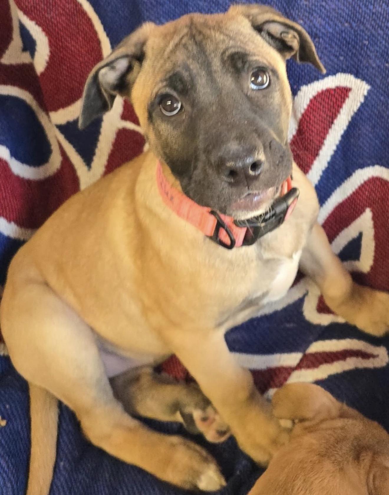 Enlarge Mika, an adopted mixed breed in Akron, NY image 4/4