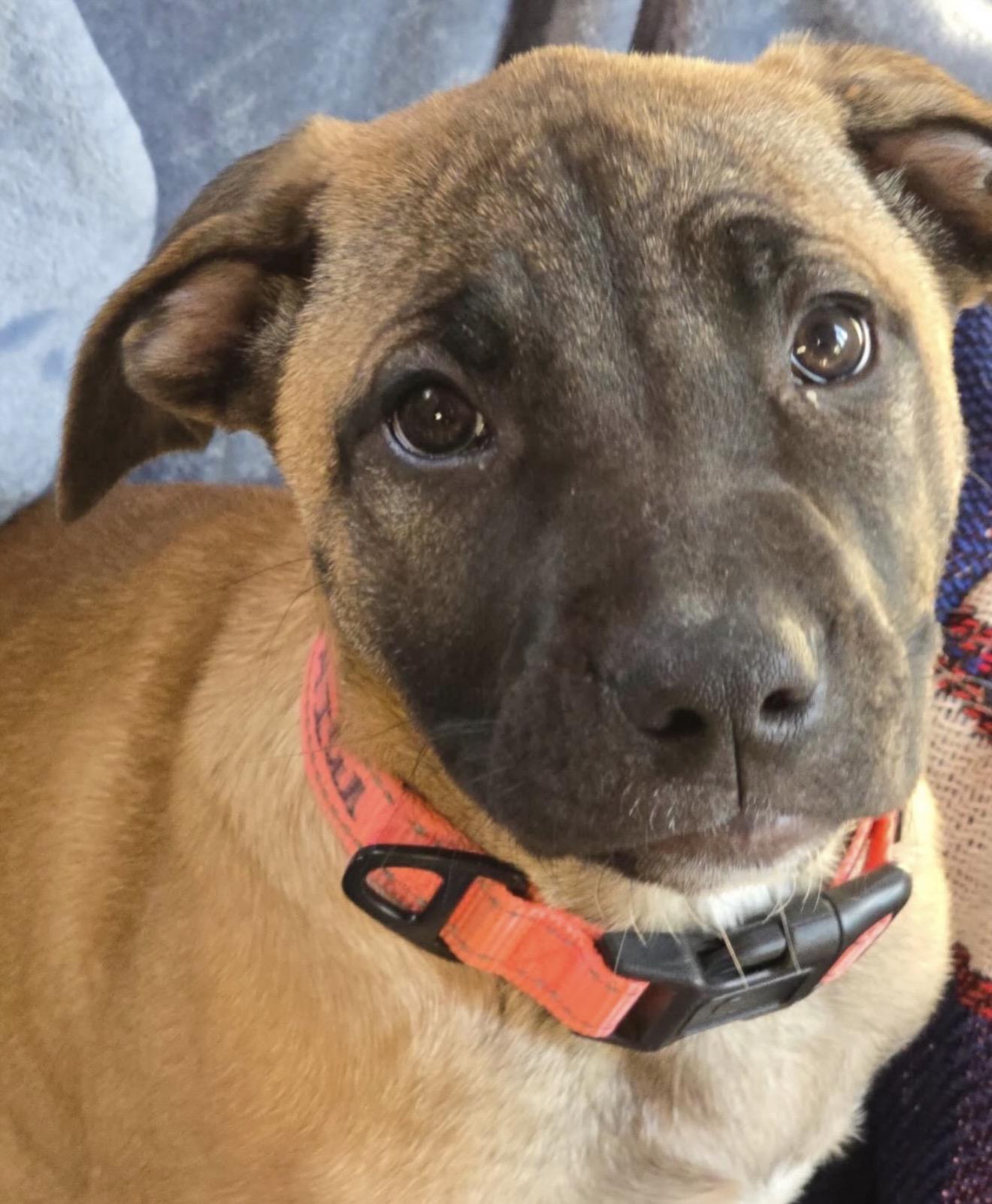 Enlarge Mika, an adopted mixed breed in Akron, NY image 3/4