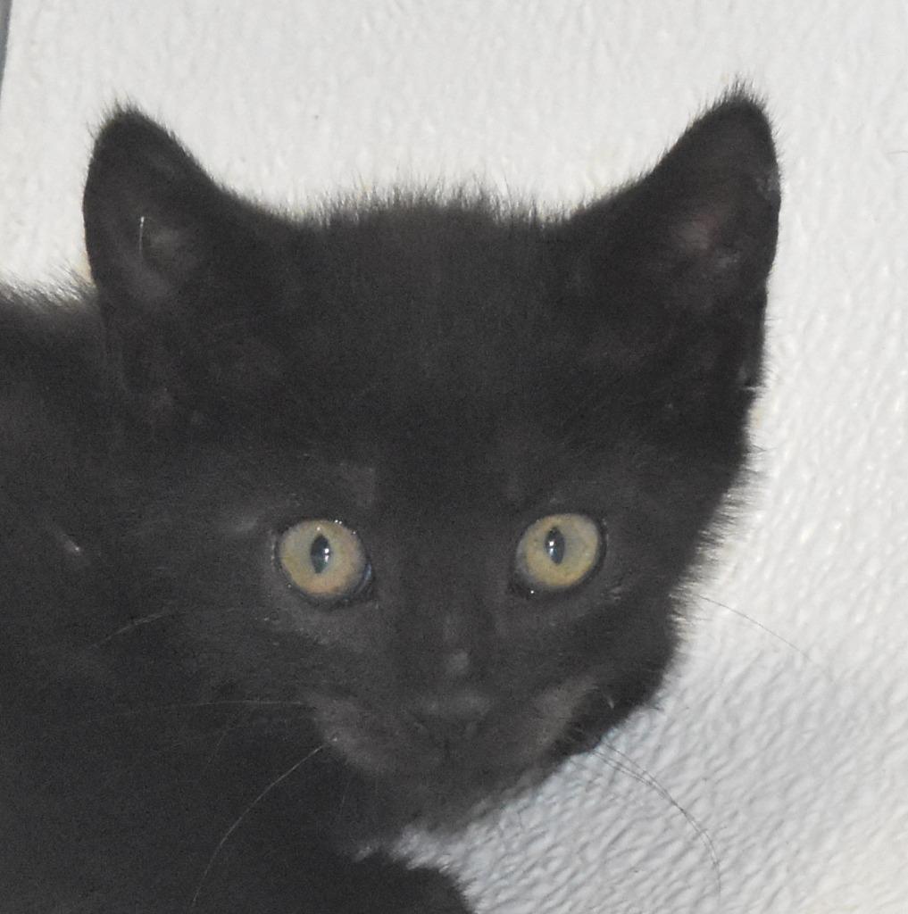 Rocky Road, a Adoptable mixed breed in Springfield, OH image 2/3