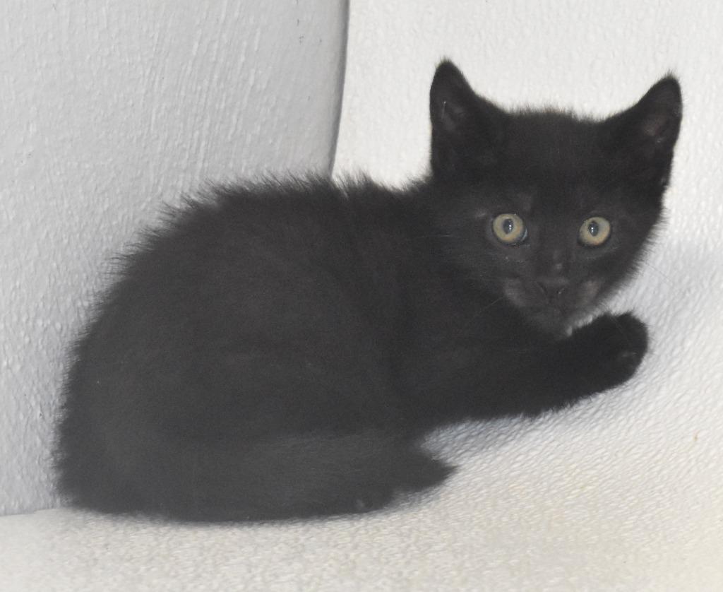 Rocky Road, a Adoptable mixed breed in Springfield, OH image 3/3
