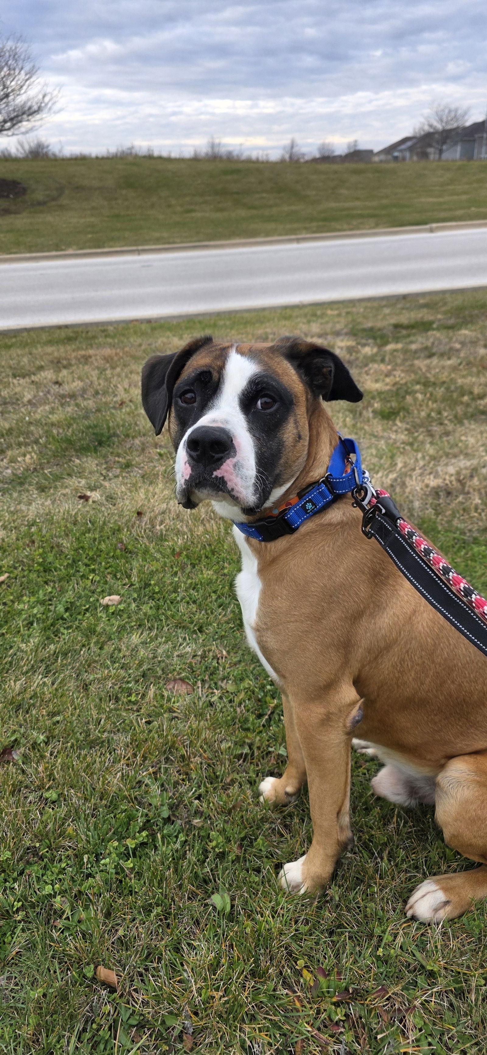 Enlarge Komo, a Adoptable Boxer in Elgin, IL image 2/3