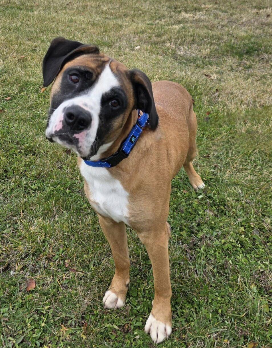 Enlarge Komo, a Adoptable Boxer in Elgin, IL image 3/3