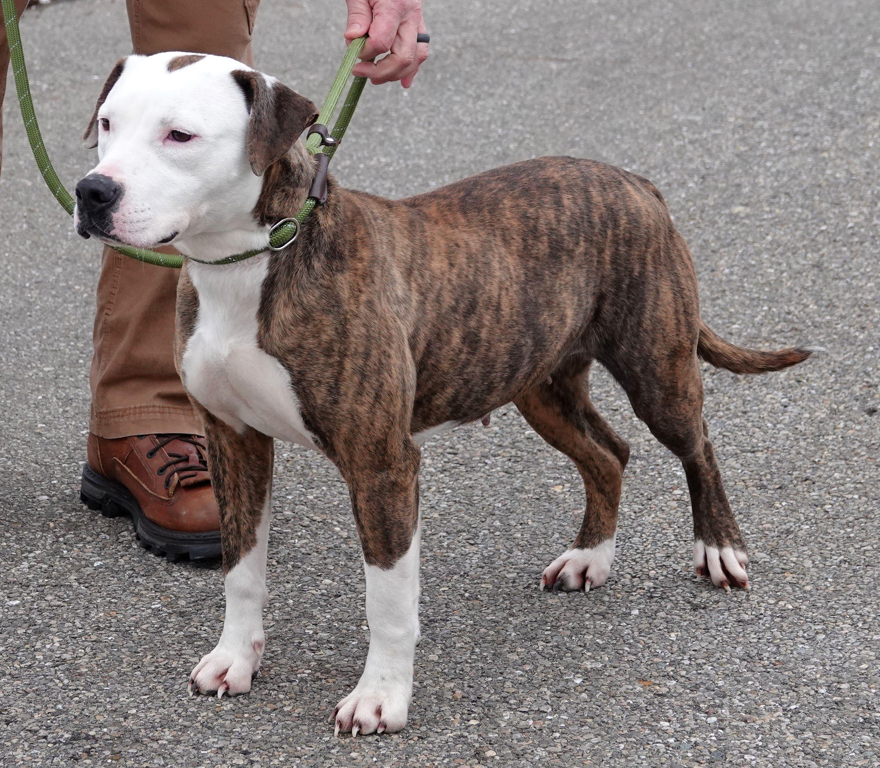 Enlarge Tessa - CLAIMED BY OWNER, an adoption pending mixed breed in Millfield, OH image 2/4