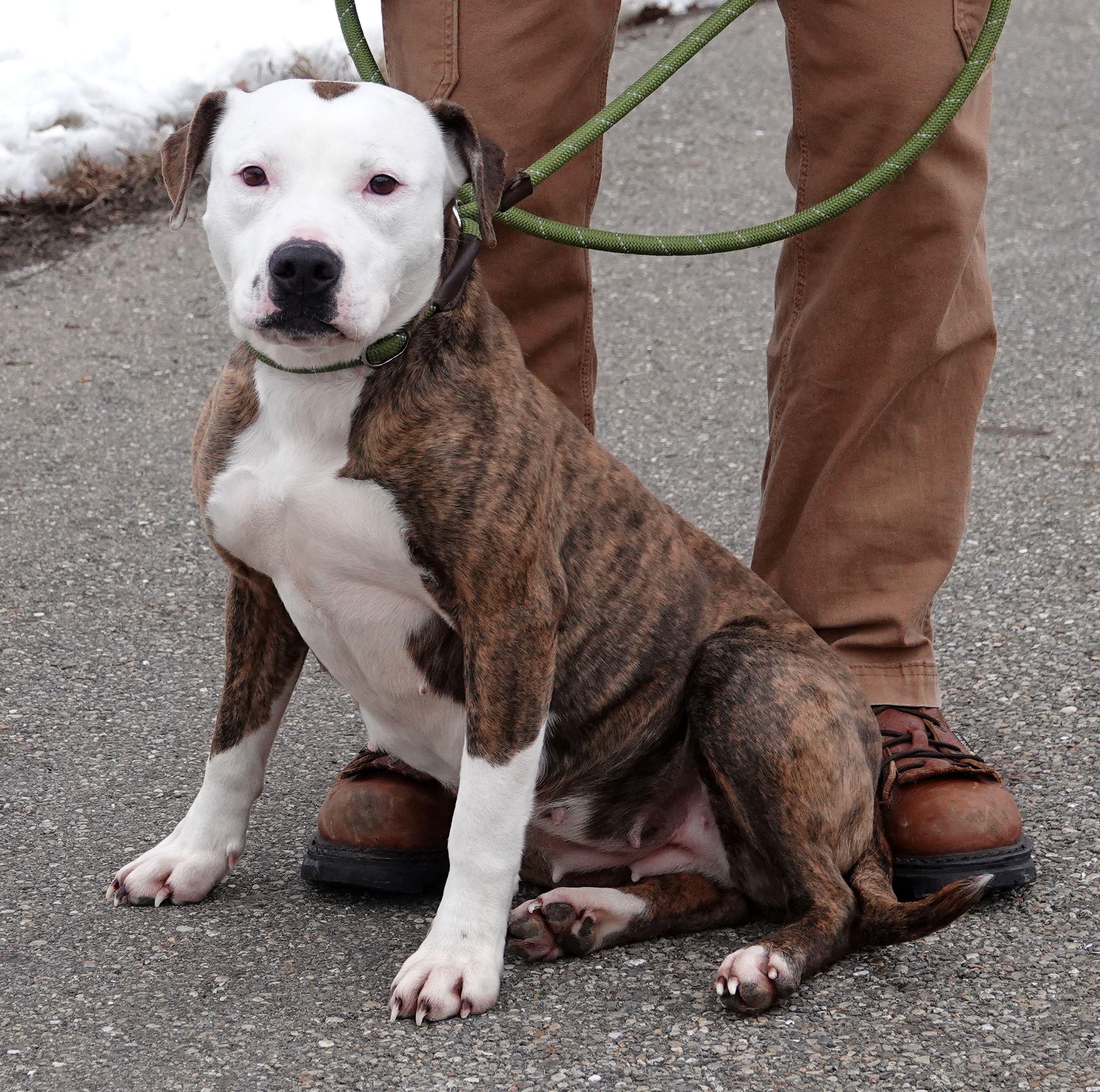 Enlarge Tessa - CLAIMED BY OWNER, an adoption pending mixed breed in Millfield, OH image 4/4