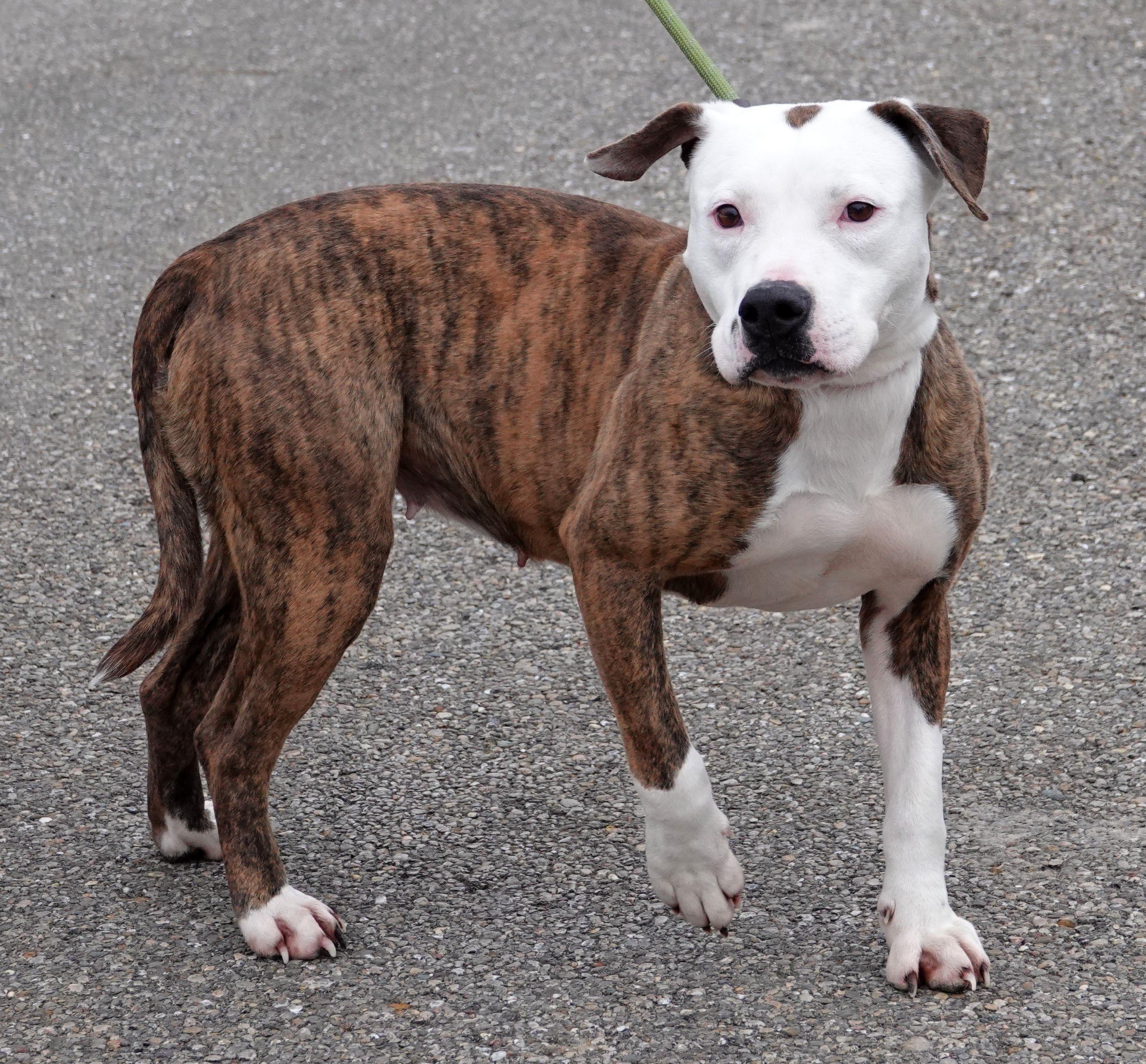 Enlarge Tessa - CLAIMED BY OWNER, an adoption pending mixed breed in Millfield, OH image 3/4