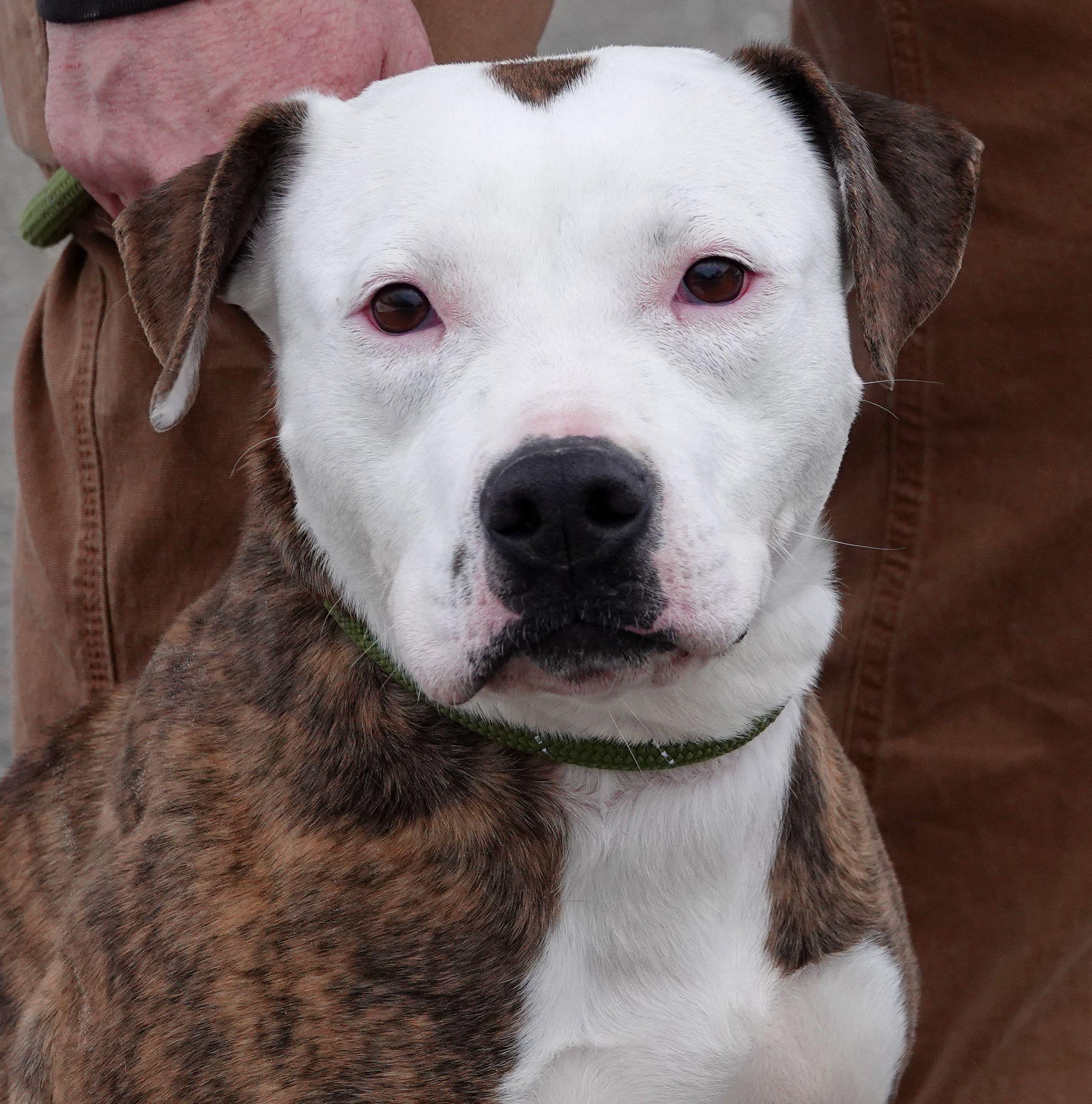 Enlarge Tessa - CLAIMED BY OWNER, an adoption pending mixed breed in Millfield, OH image 1/4