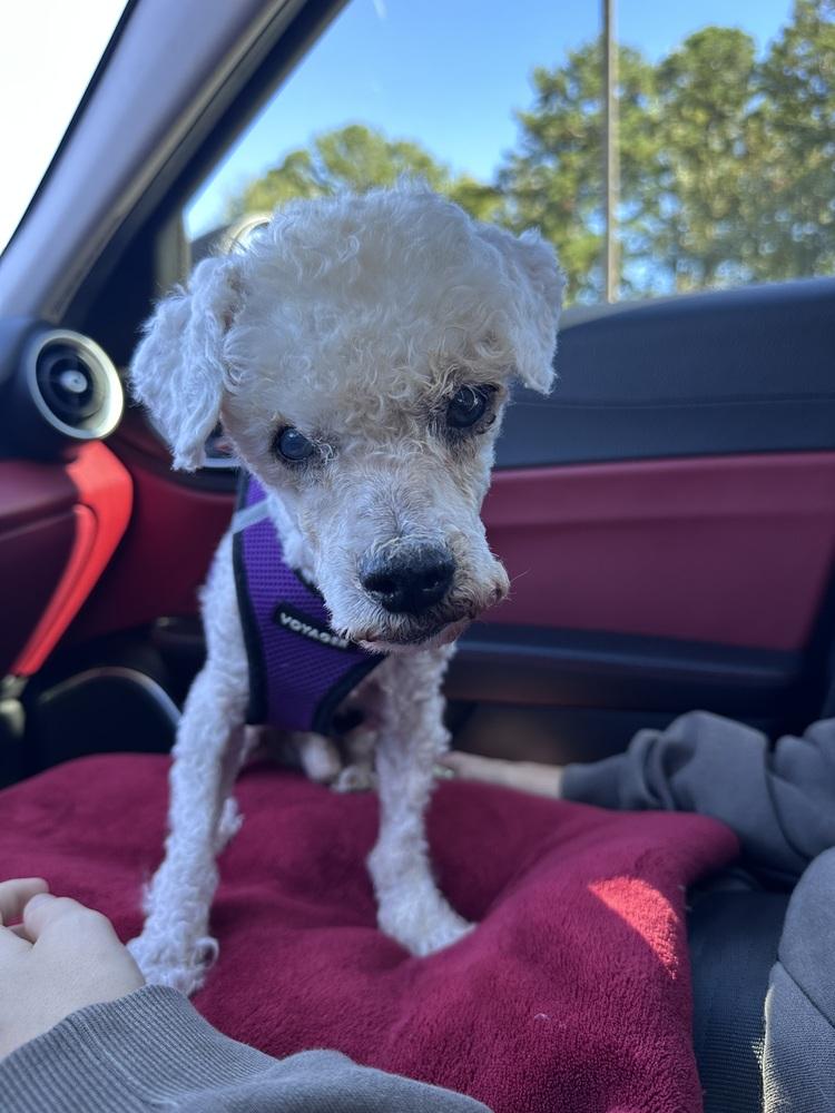 Otis, Adoptable, Senior Male Maltese.