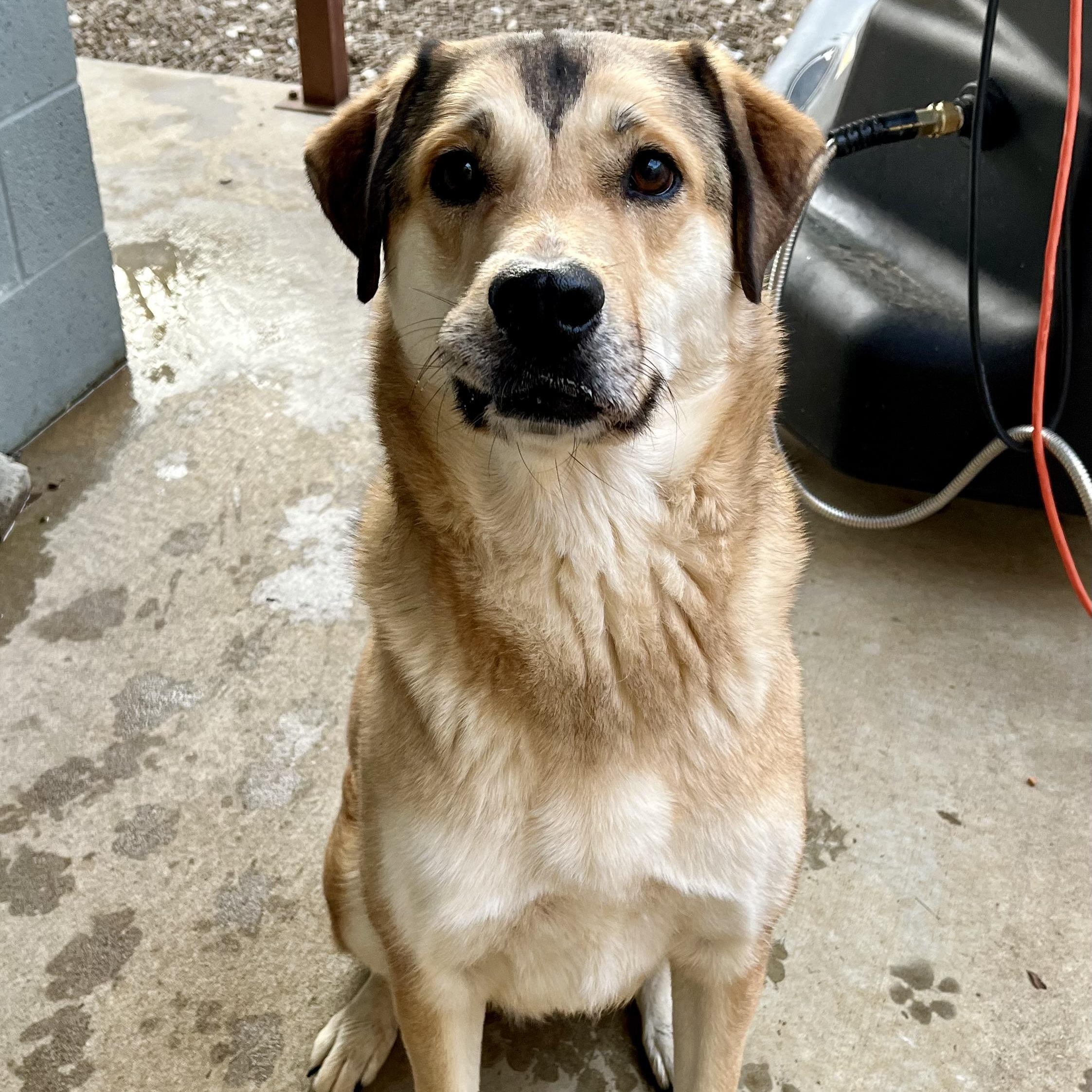Kodak, ADOPTABLE, Adult Male German Shepherd Dog & Husky.