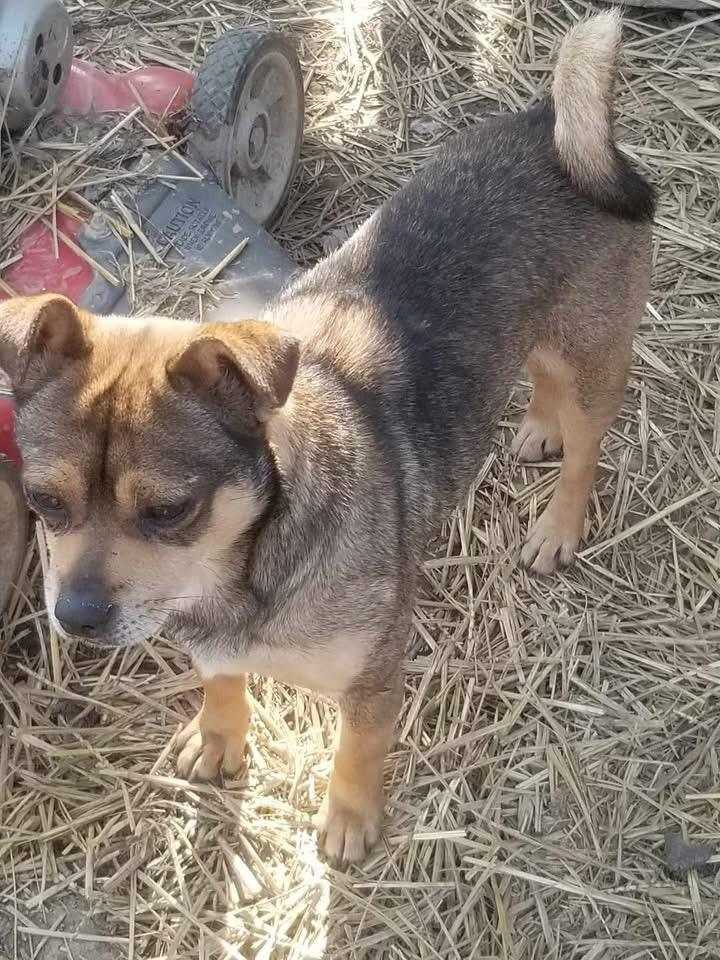 Rudy, Adopted, Young Male Chihuahua & Pug.