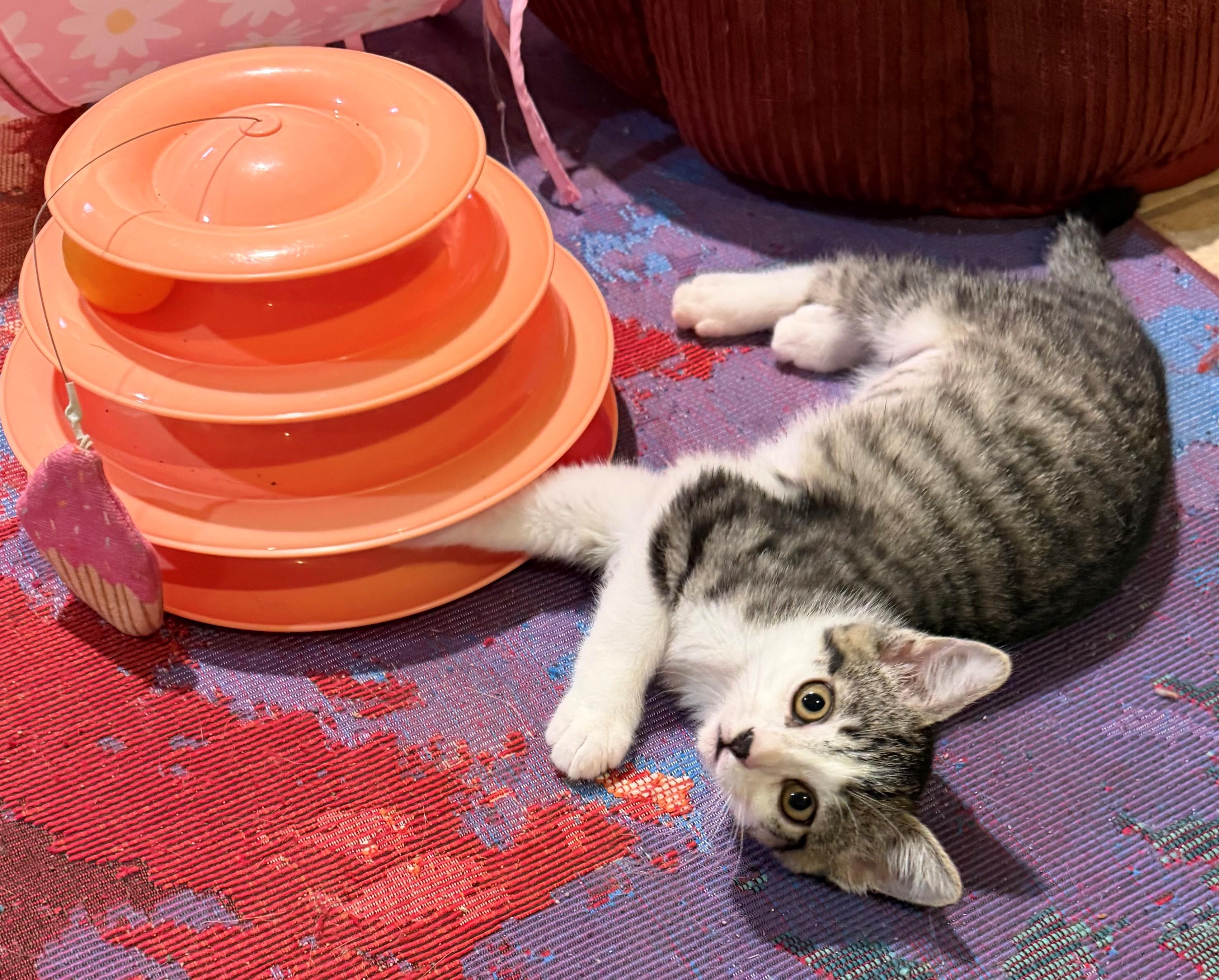 Enlarge Gillian, an adopted Domestic Short Hair in Westfield, NJ image 3/4