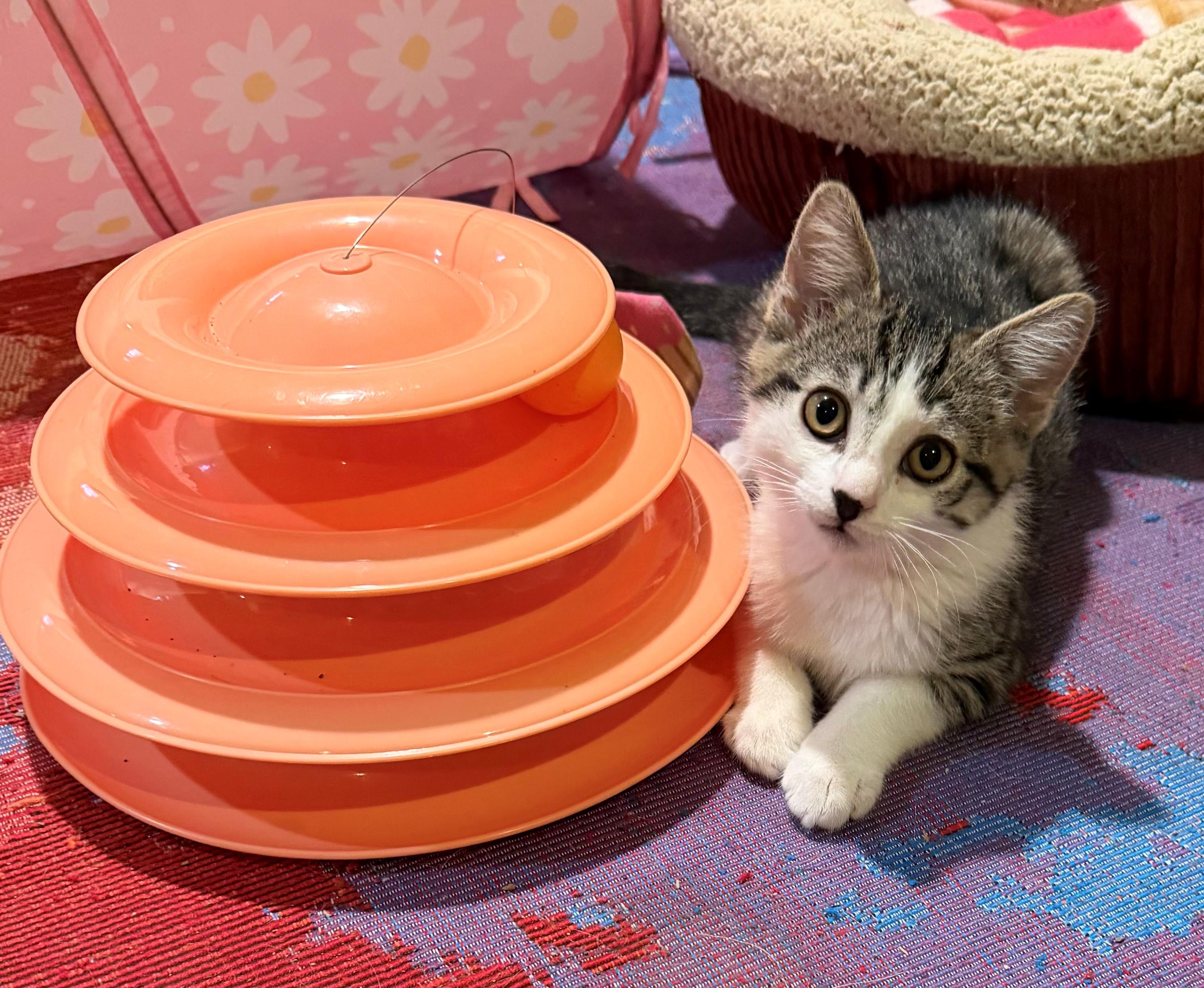 Gillian, adopted, Kitten Female Domestic Short Hair.
