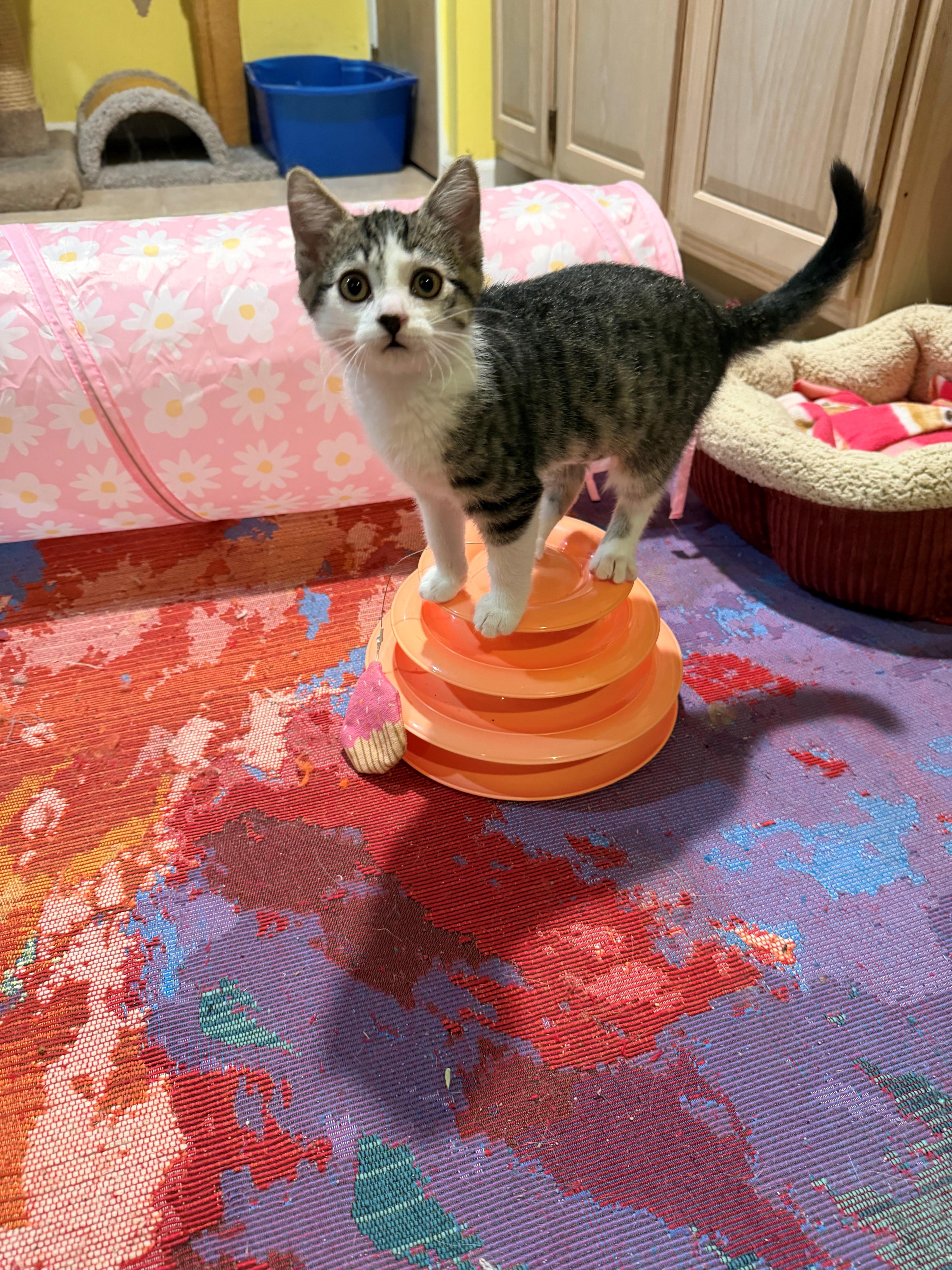 Enlarge Gillian, an adopted Domestic Short Hair in Westfield, NJ image 2/4