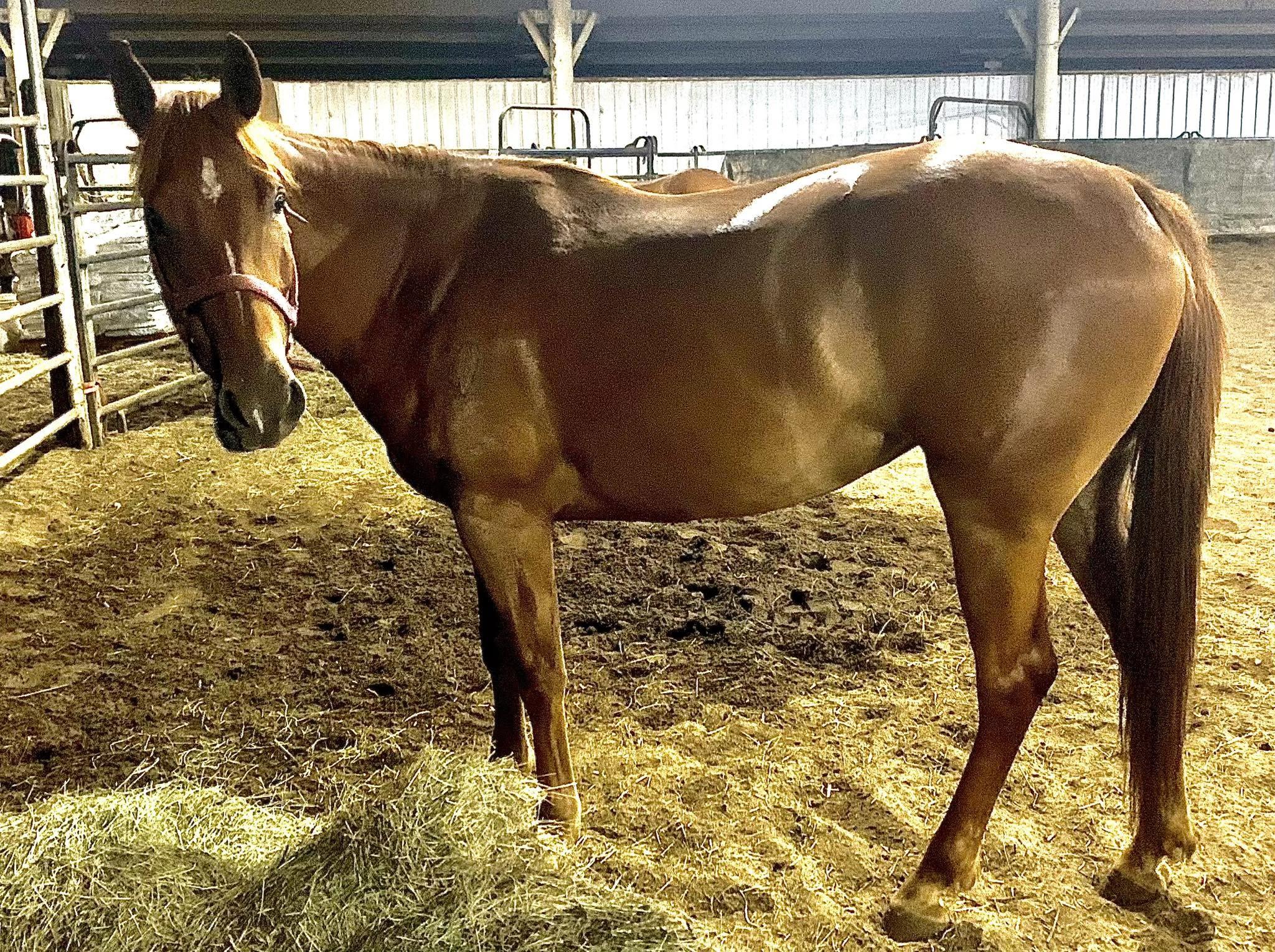 Enlarge Seven of Nine ATFO 2026 Diamond Division, a Adoptable mixed breed in Huntington, WV image 6/6