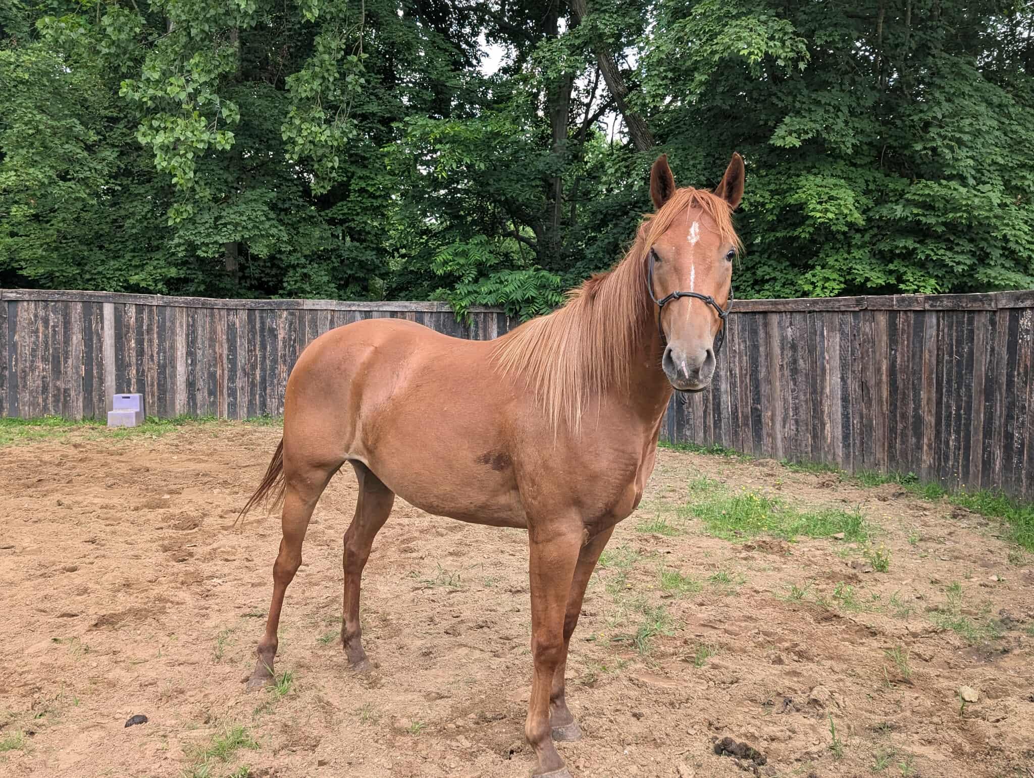 Seven of Nine, Adoptable, Young Female Quarterhorse & Tennessee Walker.