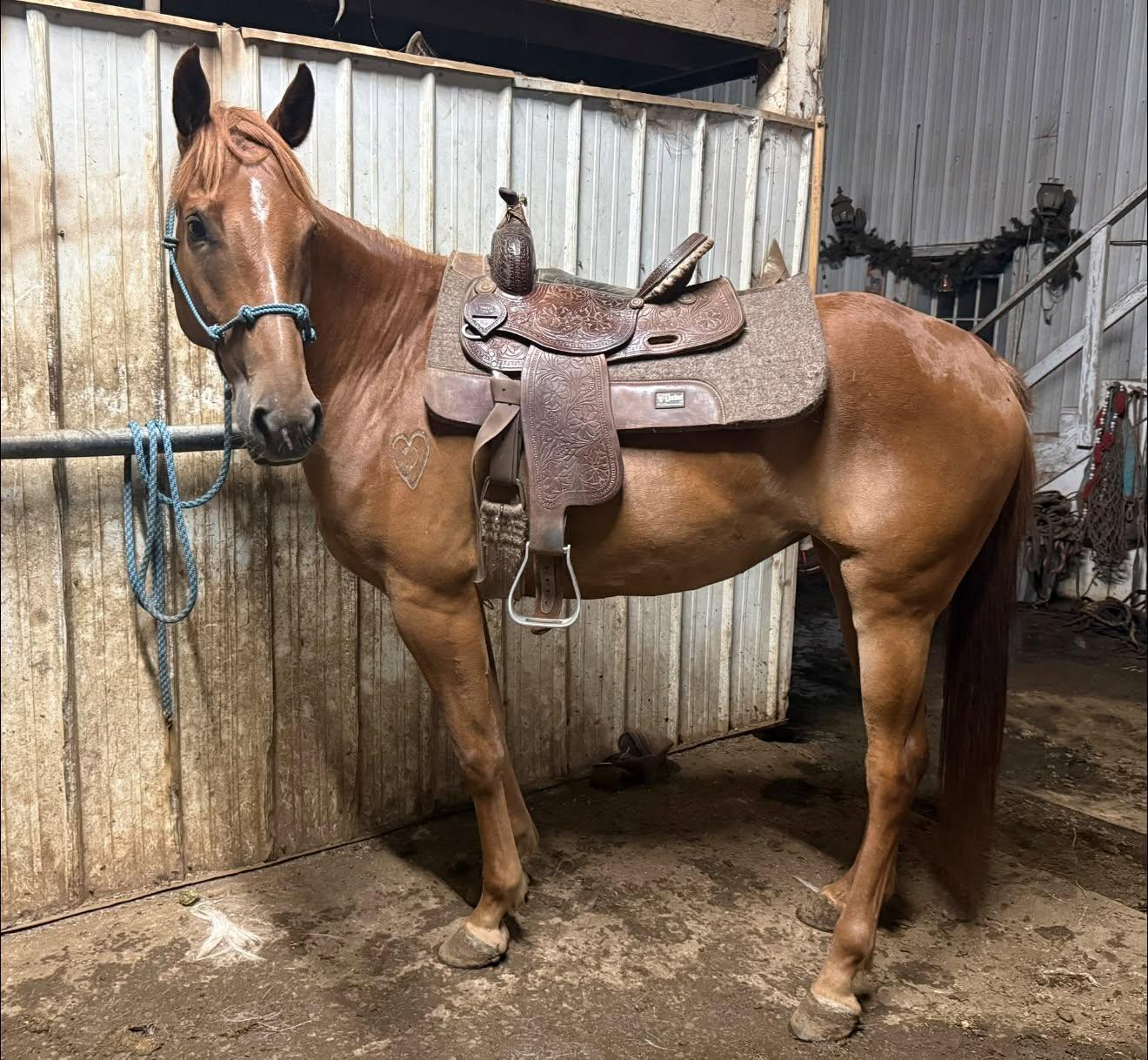 Enlarge Seven of Nine ATFO 2026 Diamond Division, a Adoptable mixed breed in Huntington, WV image 5/6